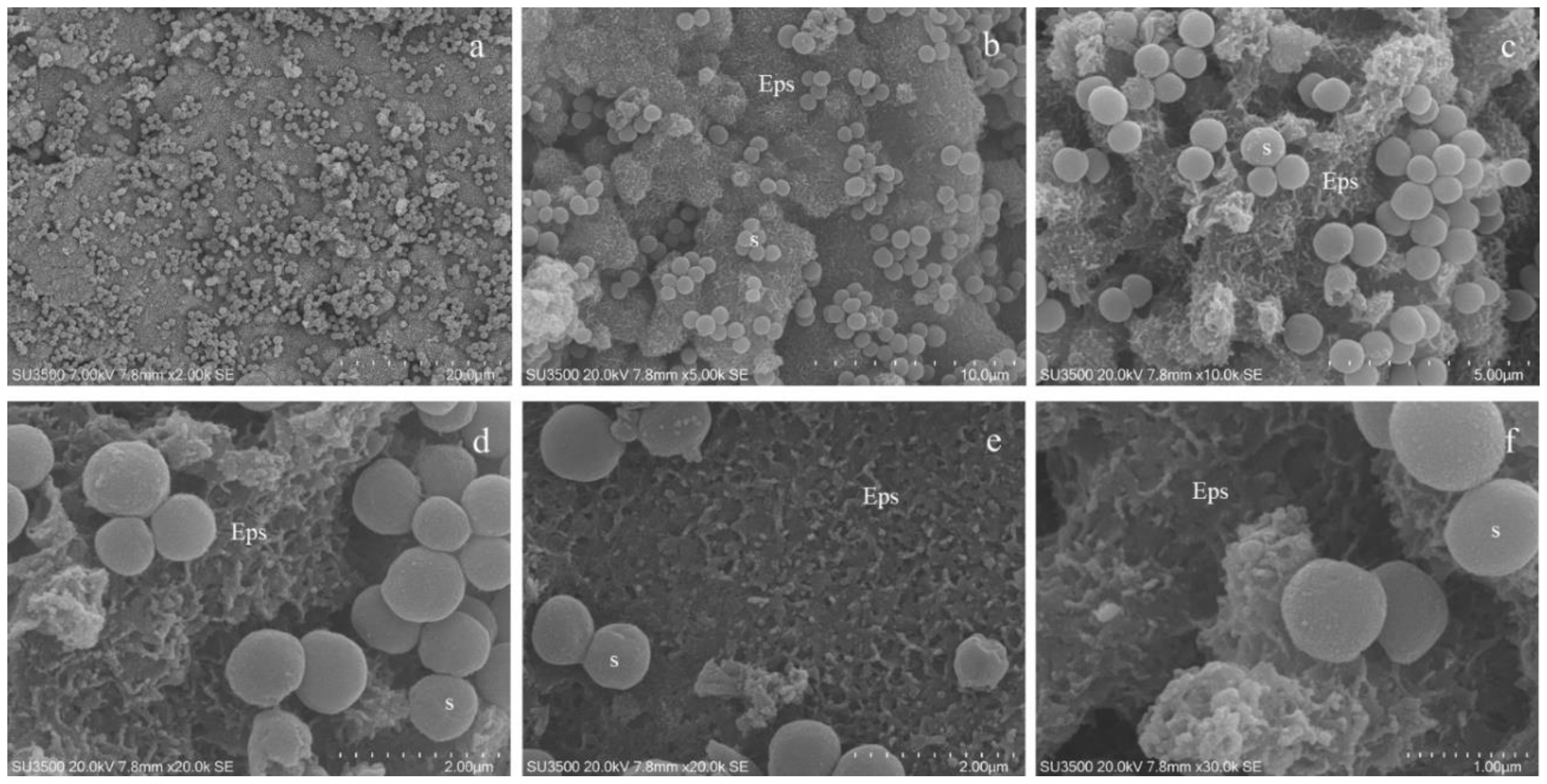 Microorganisms 08 00807 g001 Microorganisms 08 00807 g001