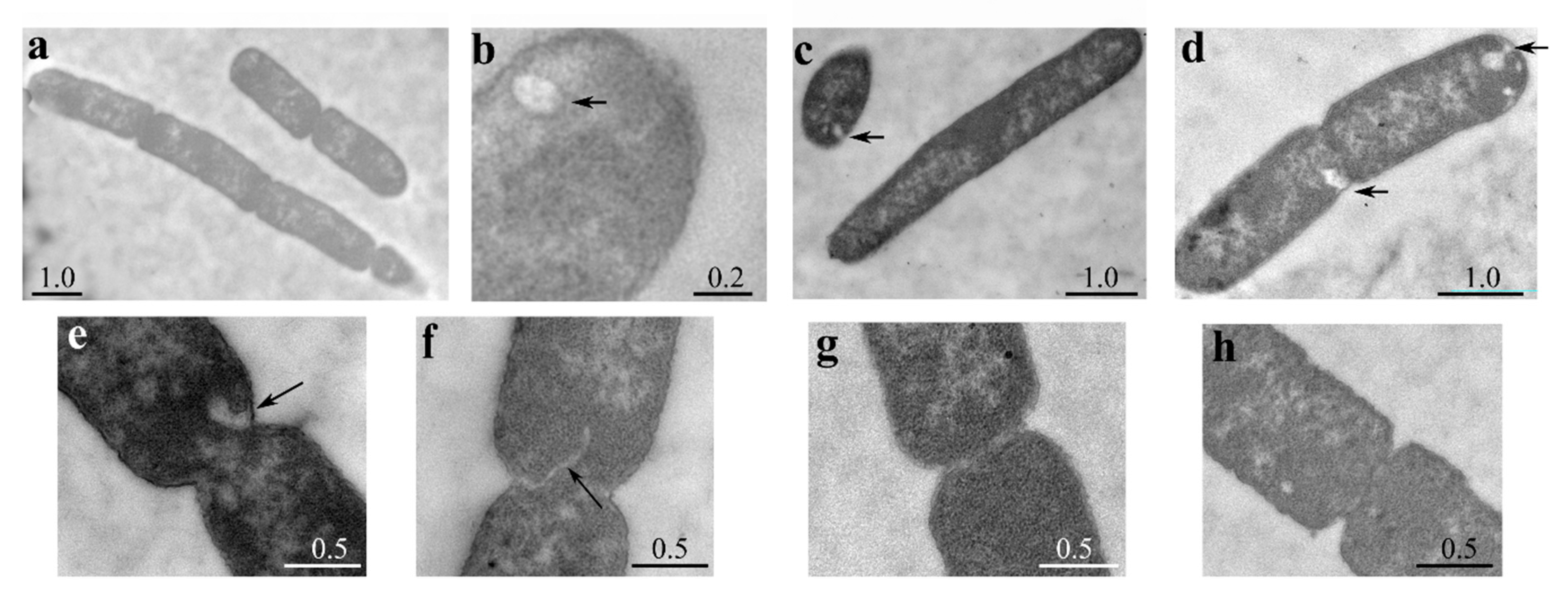 Microorganisms 08 00826 g004 Microorganisms 08 00826 g004