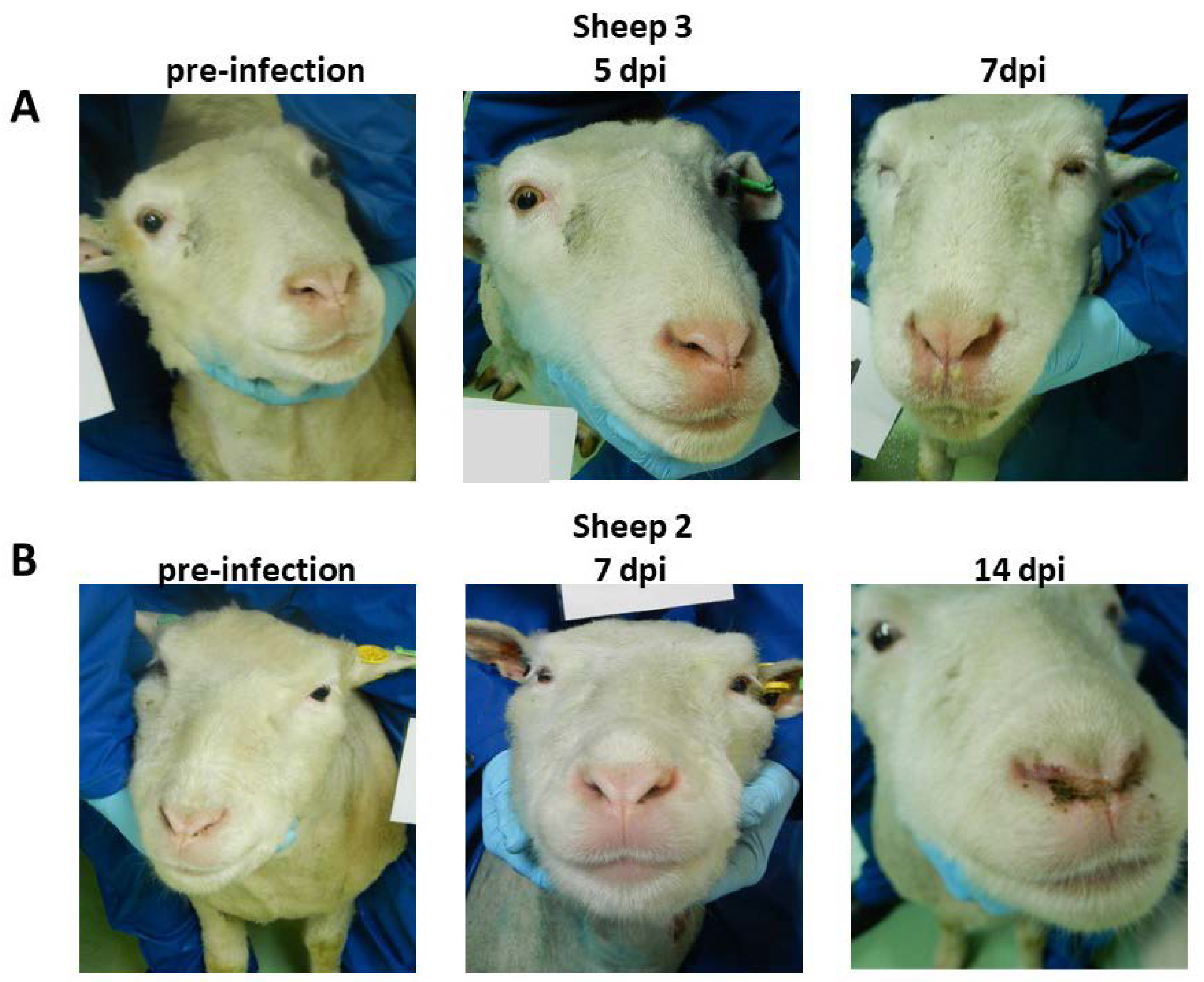 Microorganisms 08 00851 g004