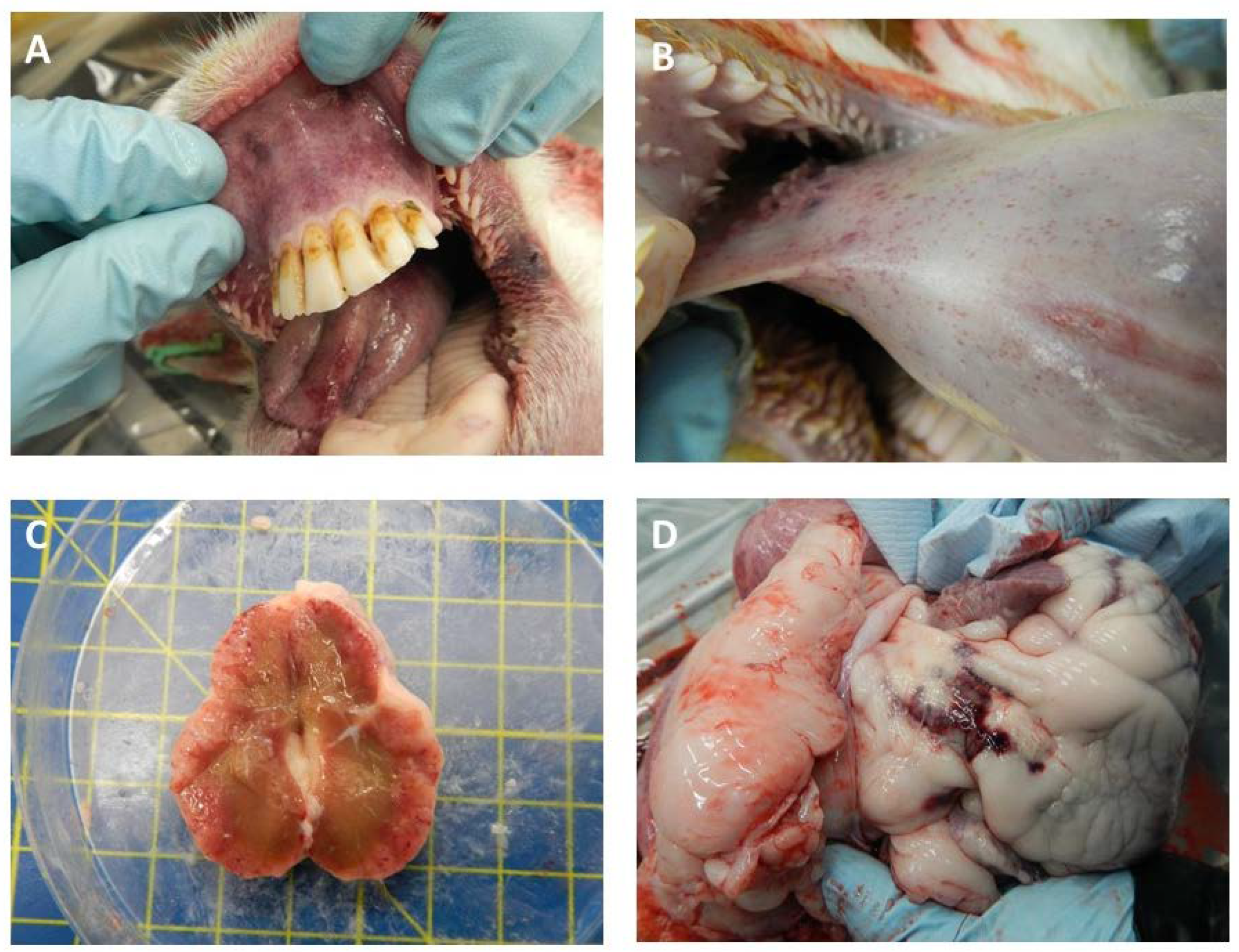 Microorganisms 08 00851 g005