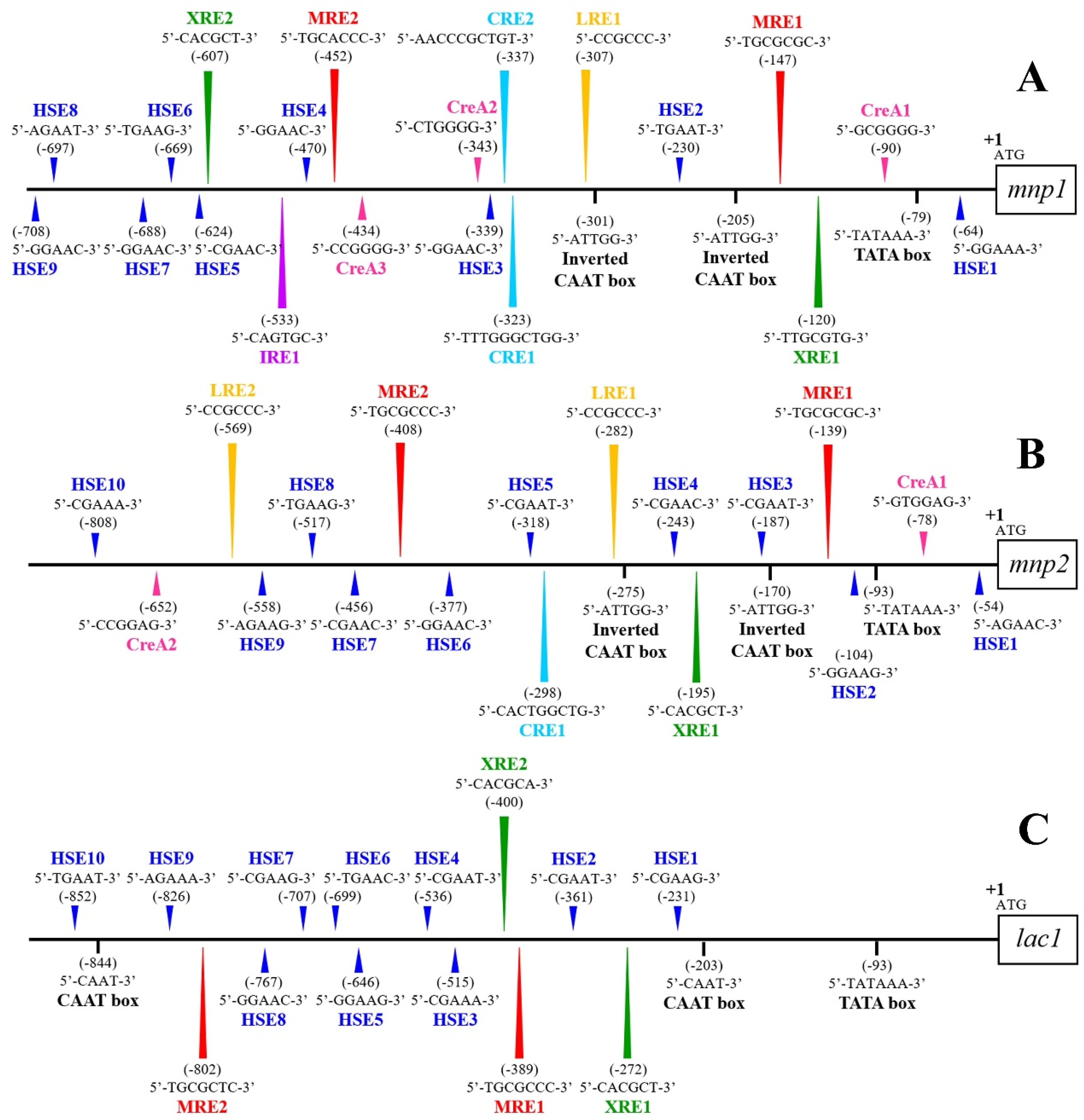 Microorganisms 08 00852 g003