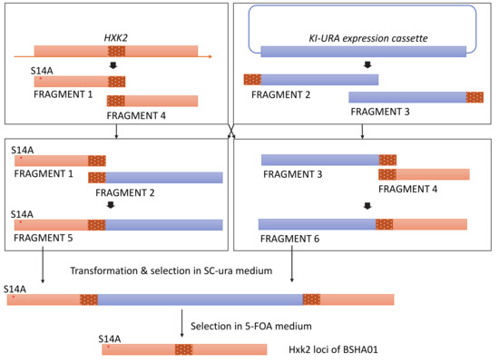 Microorganisms 08 00856 g0a1