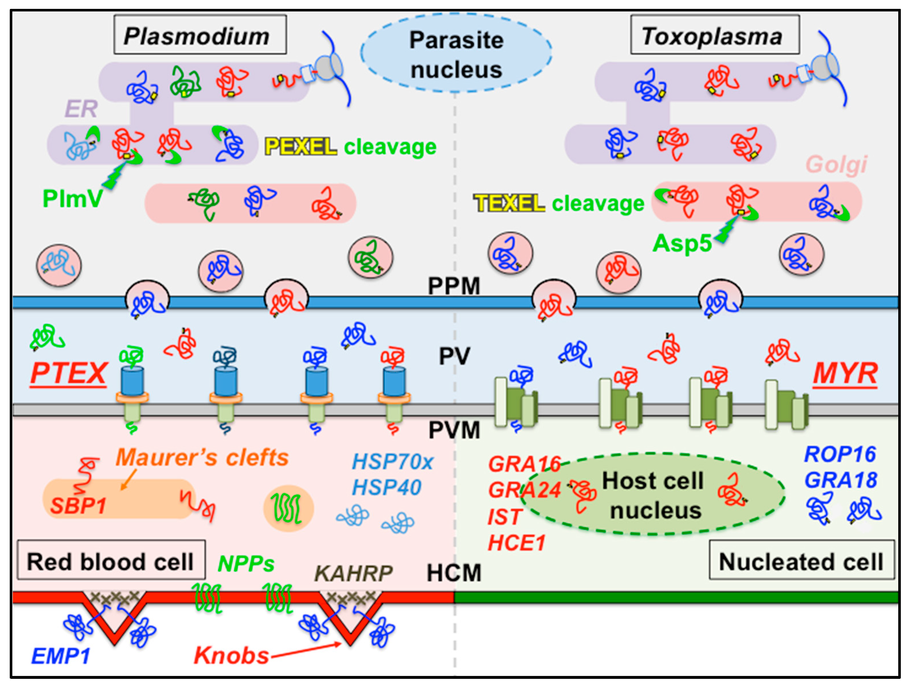 Microorganisms 08 00865 g001