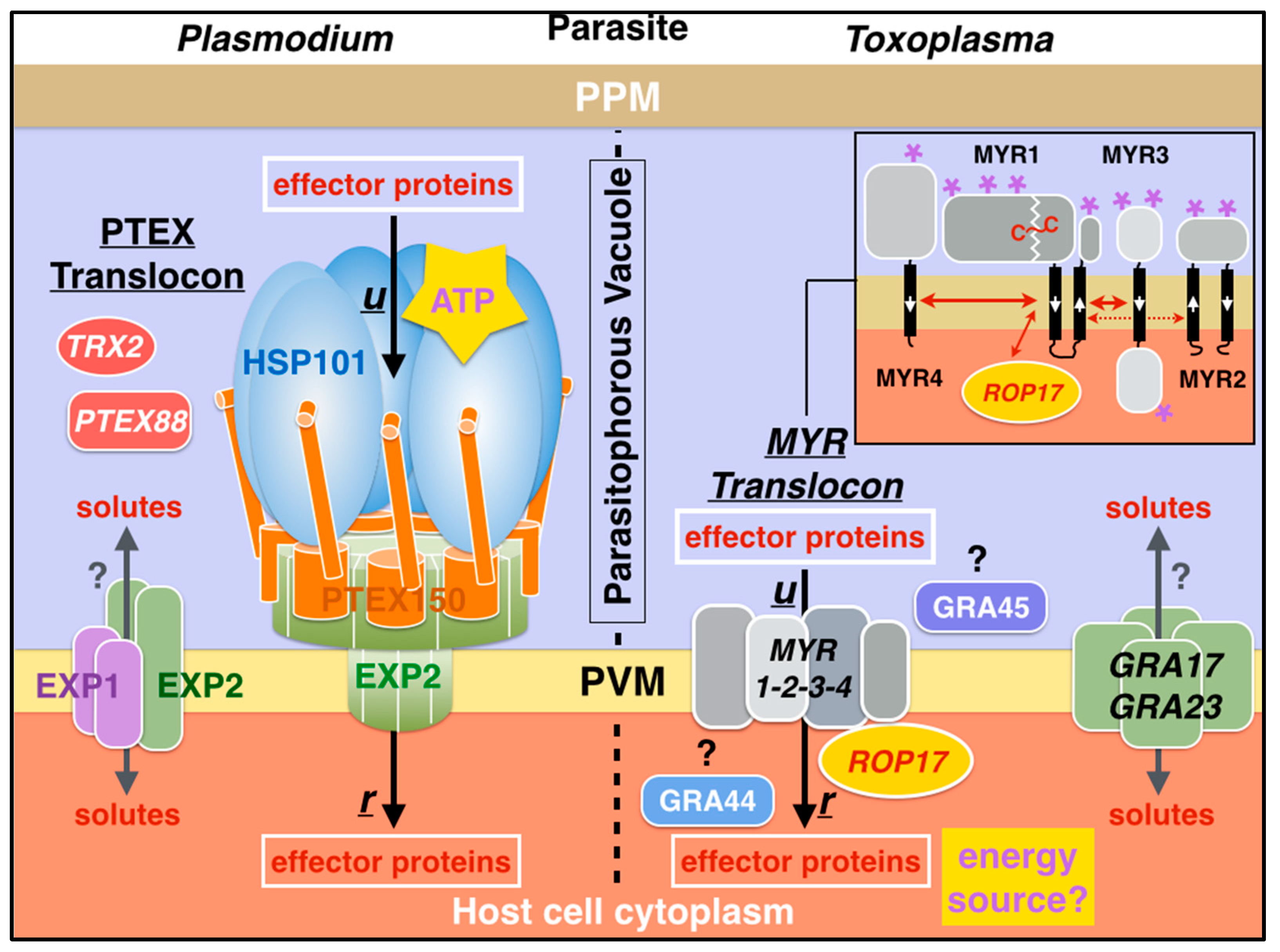 Microorganisms 08 00865 g010