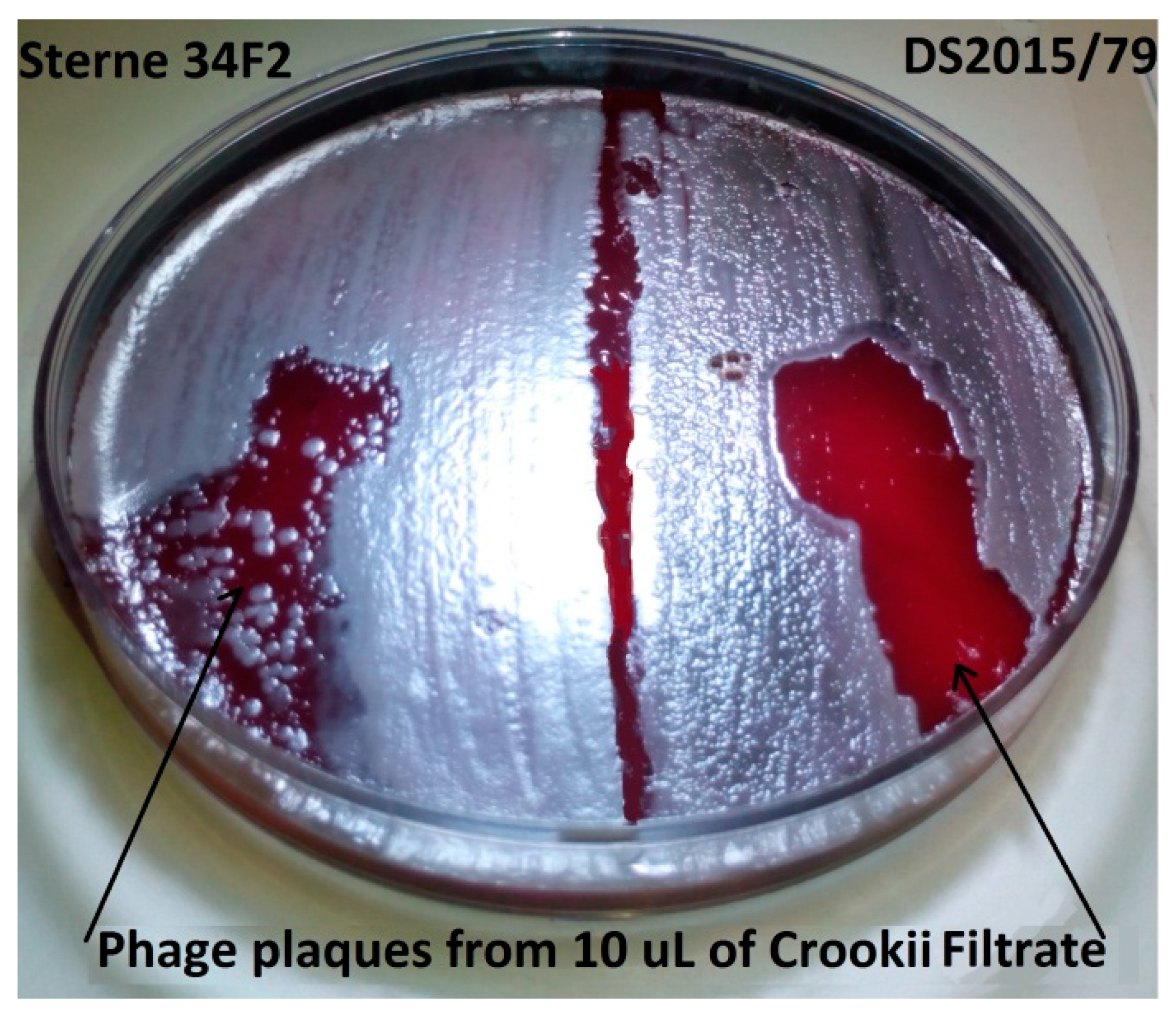 Microorganisms 08 00932 g001