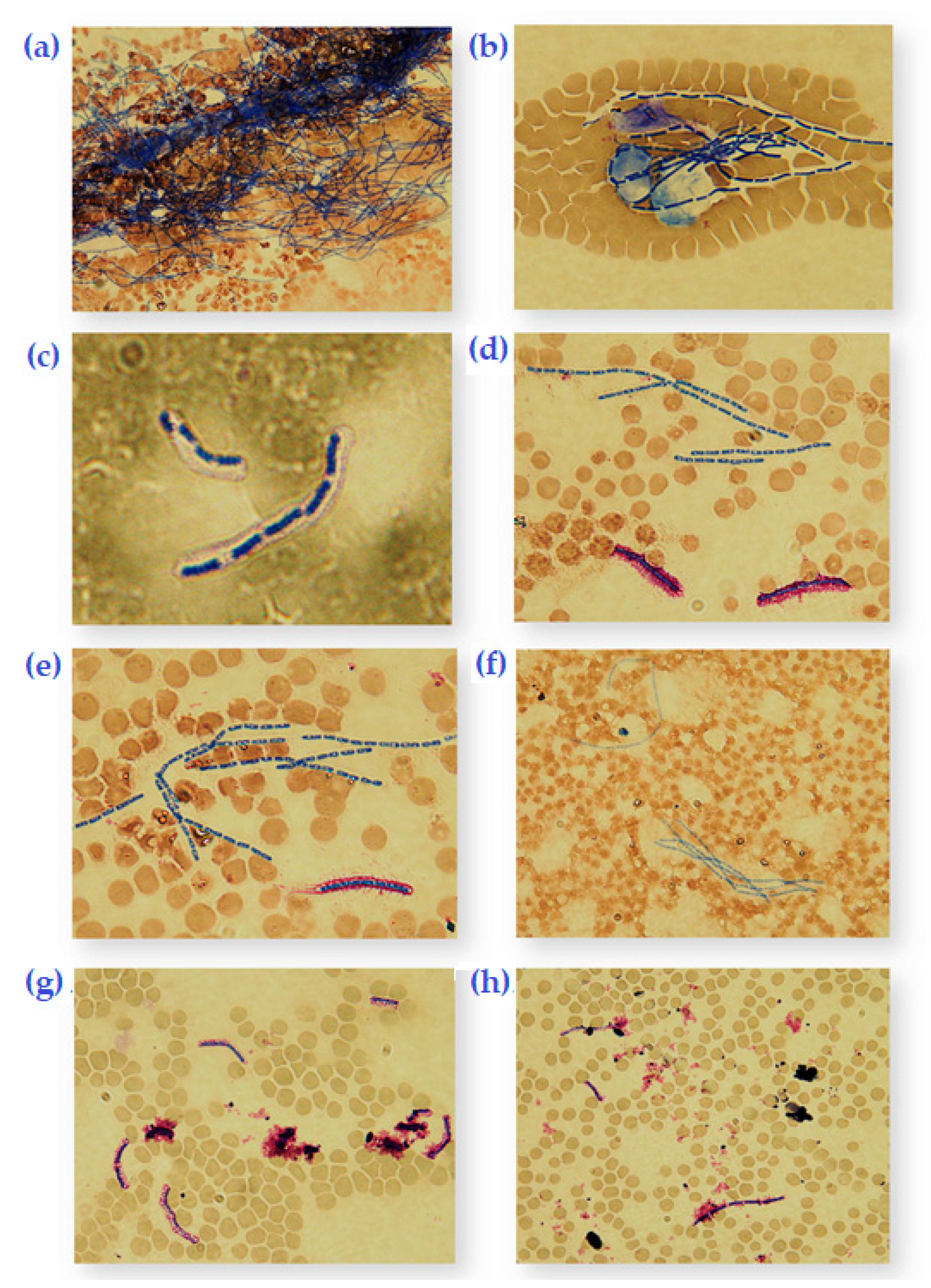 Microorganisms 08 00932 g002