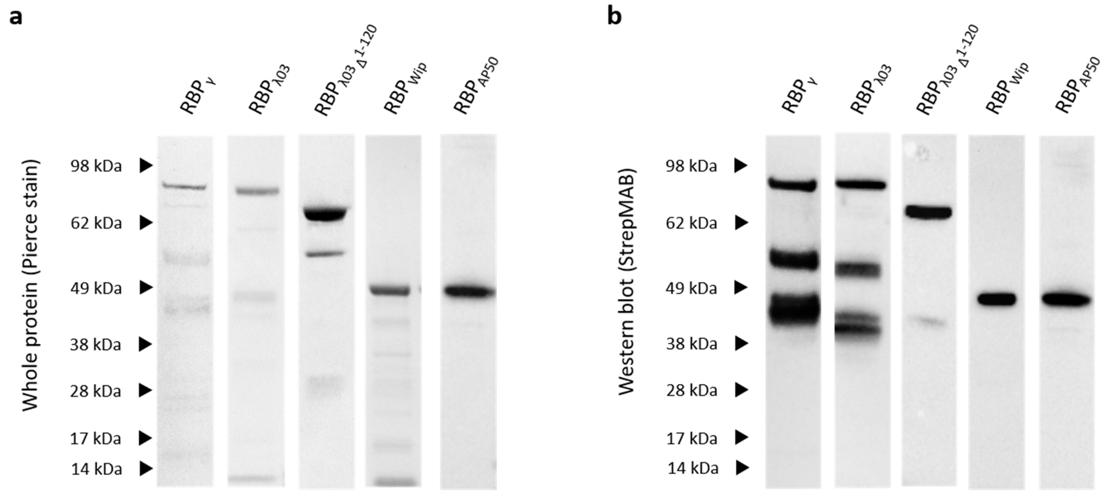 Microorganisms 08 00934 g001