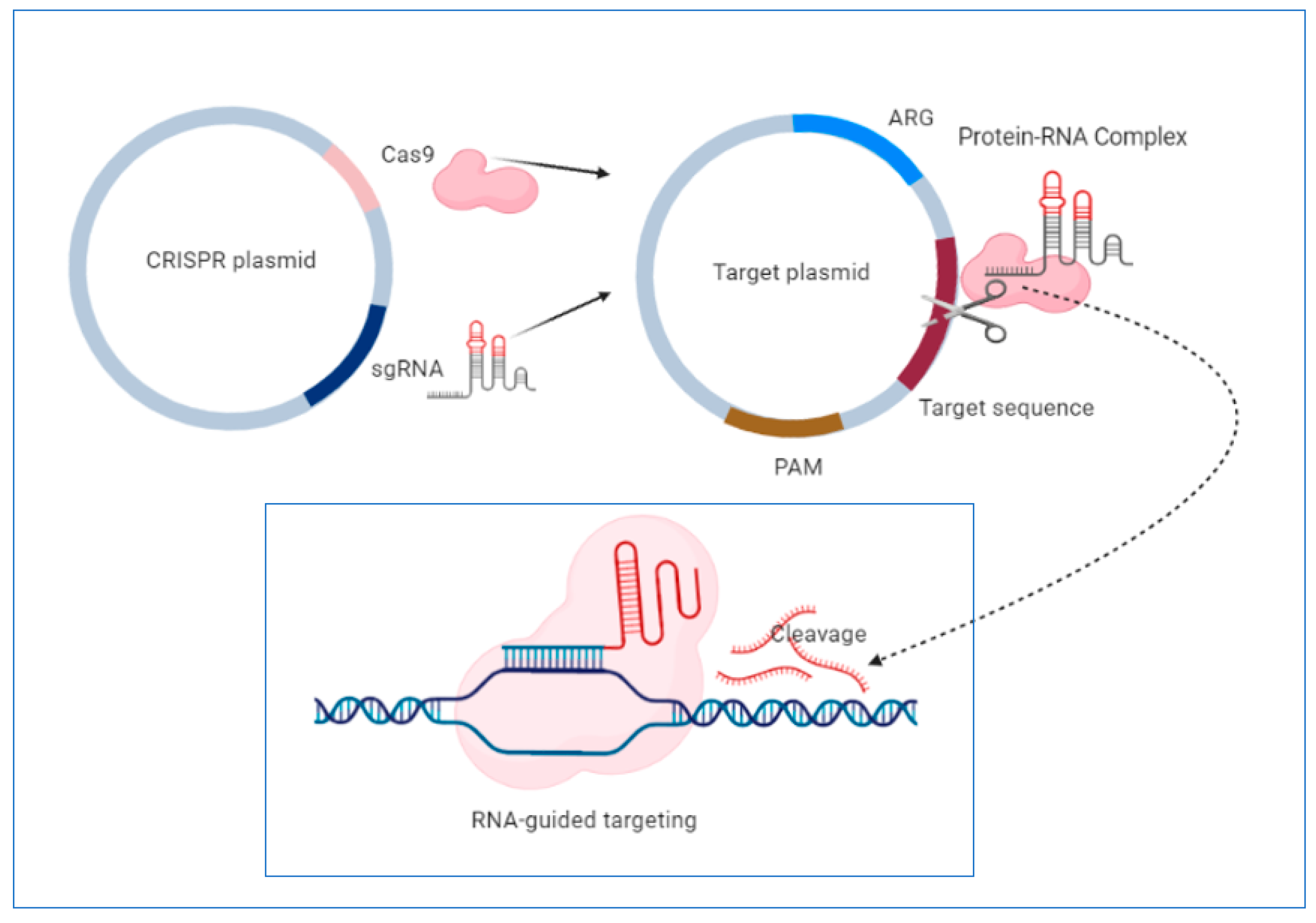 Microorganisms 08 00935 g001