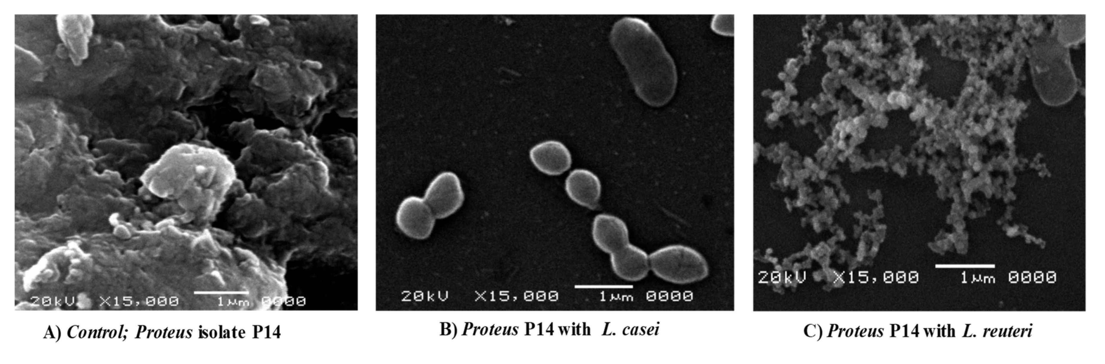 Microorganisms 08 00960 g004