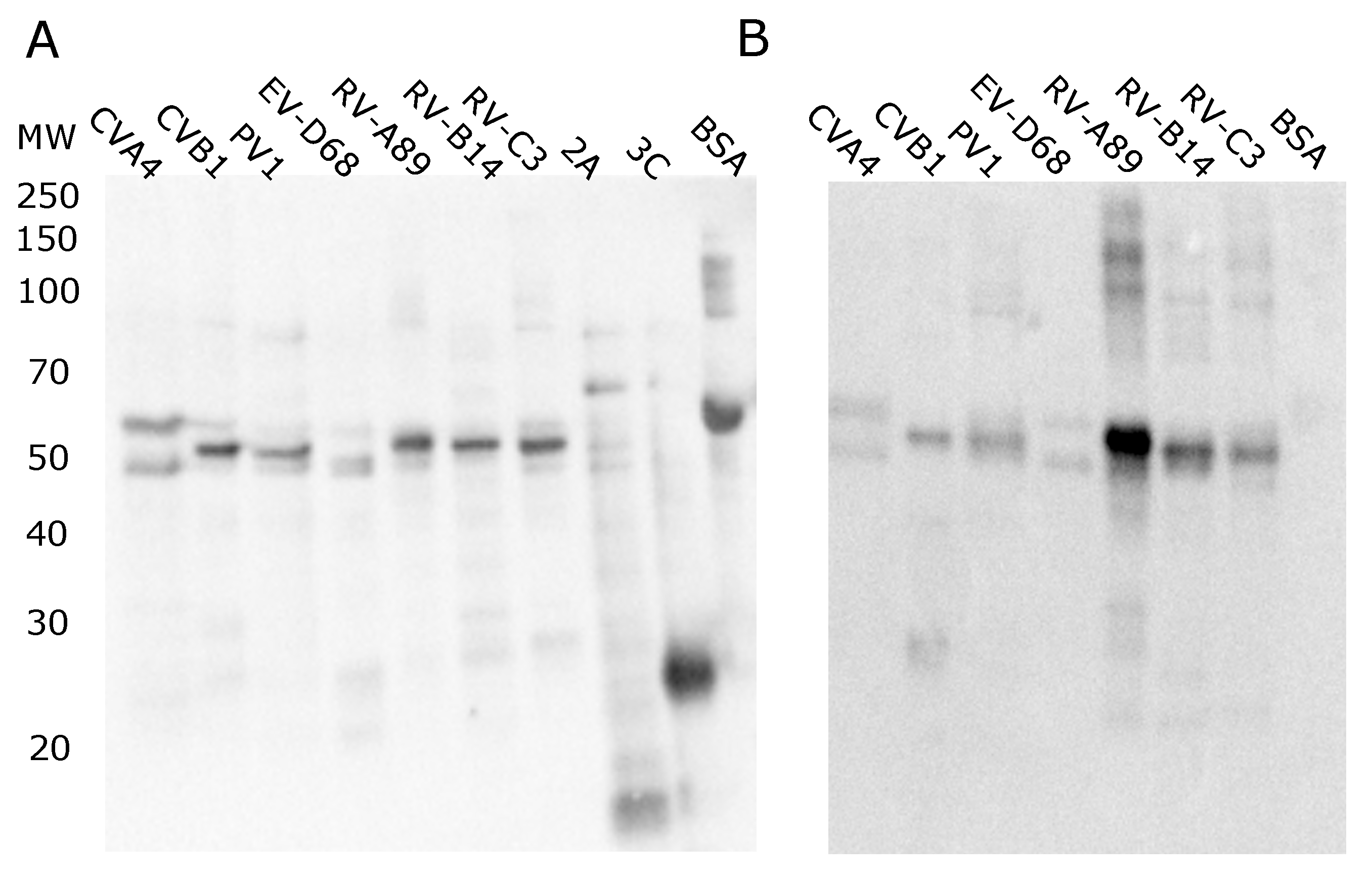 Microorganisms 08 00963 g002