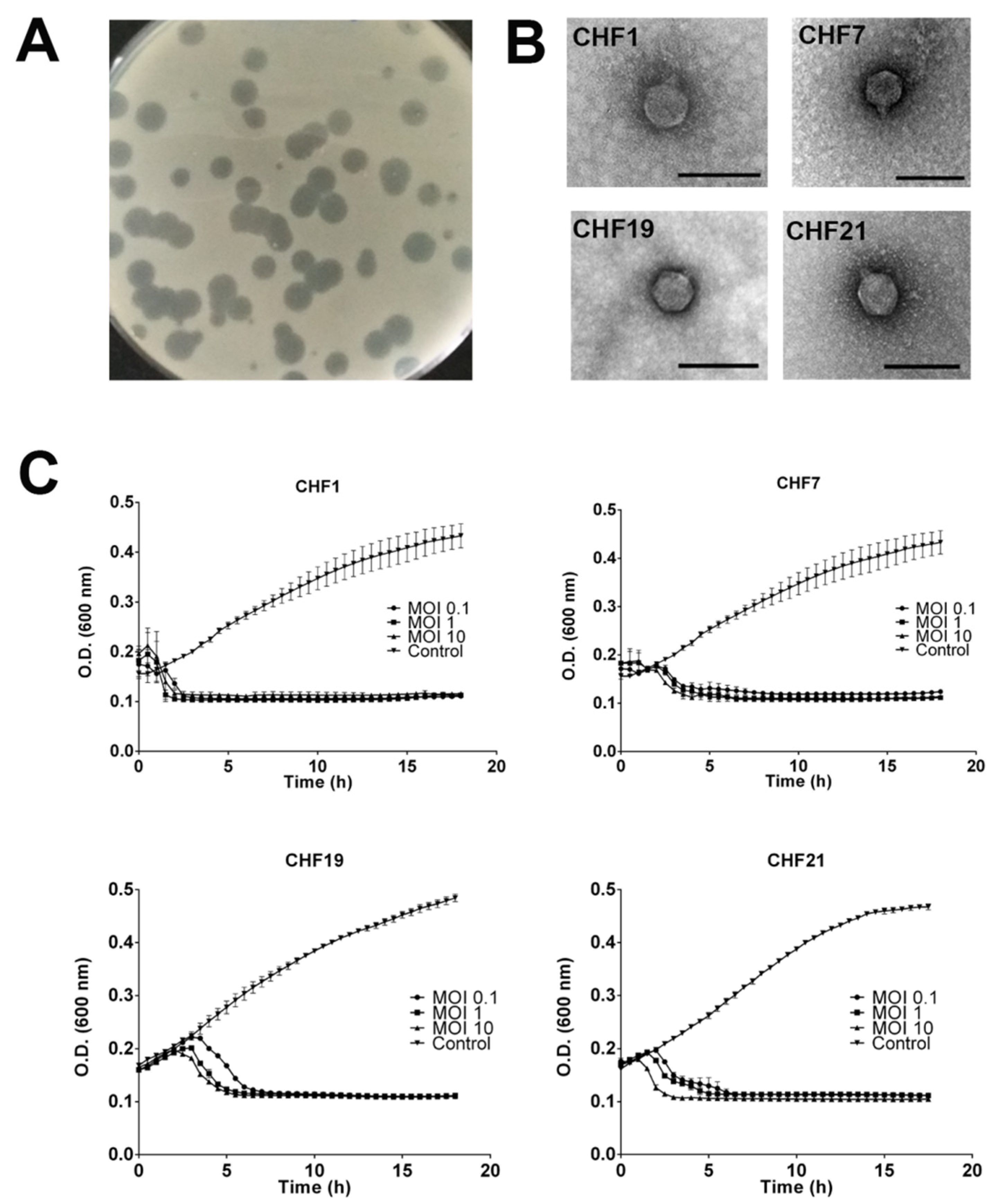 Microorganisms 08 00974 g002