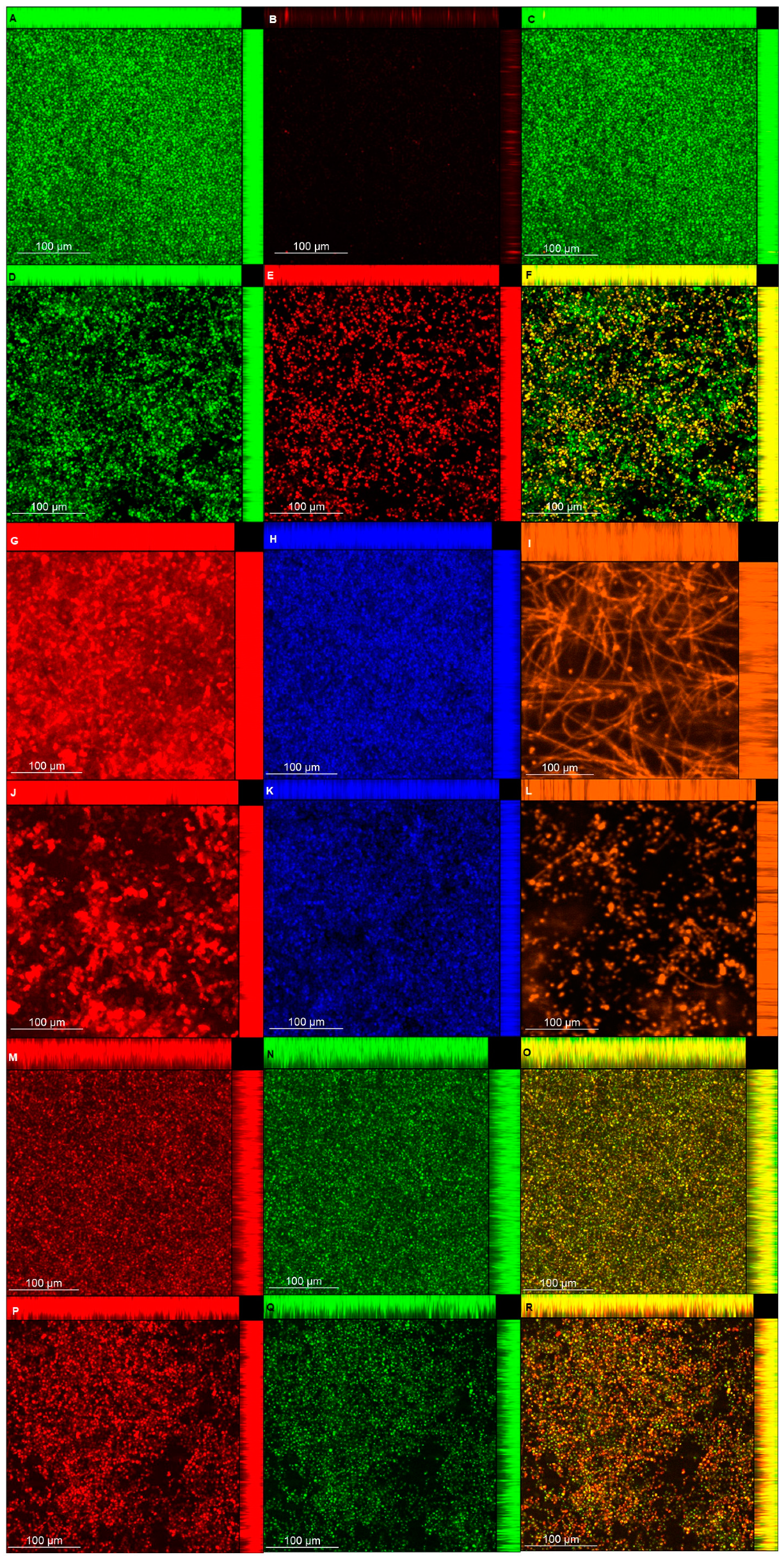 Microorganisms 08 00980 g009