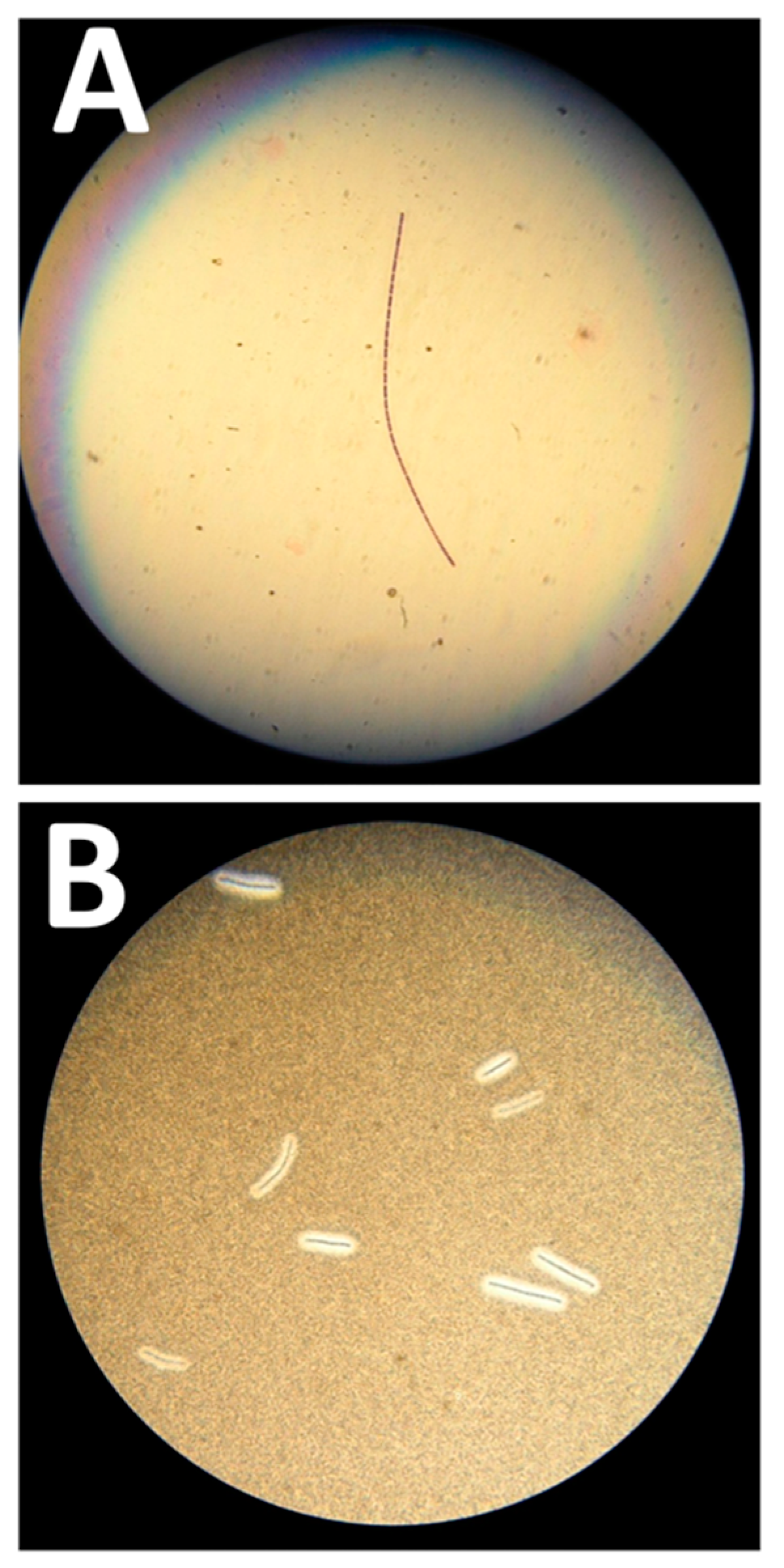 Microorganisms 08 00985 g001