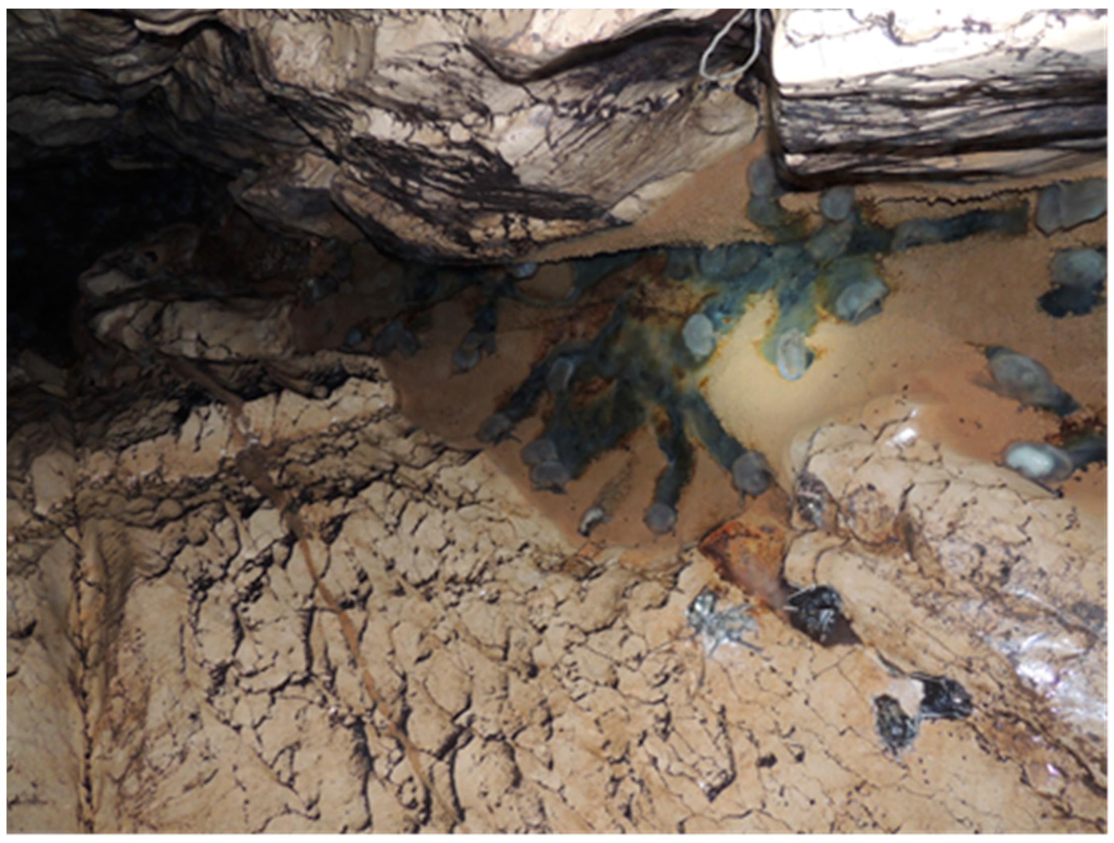 Microorganisms 08 01000 g002