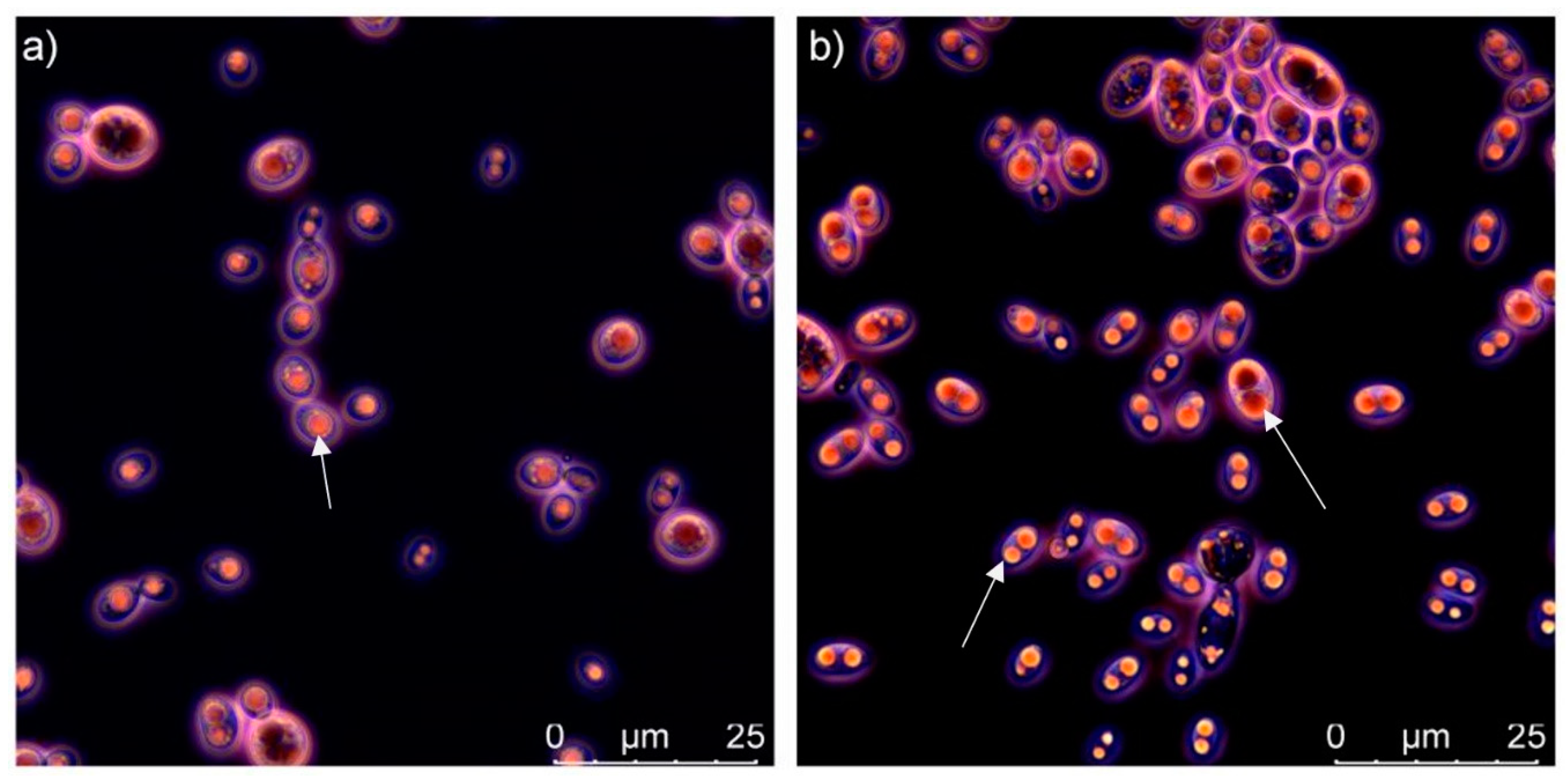 Microorganisms 08 01034 g002