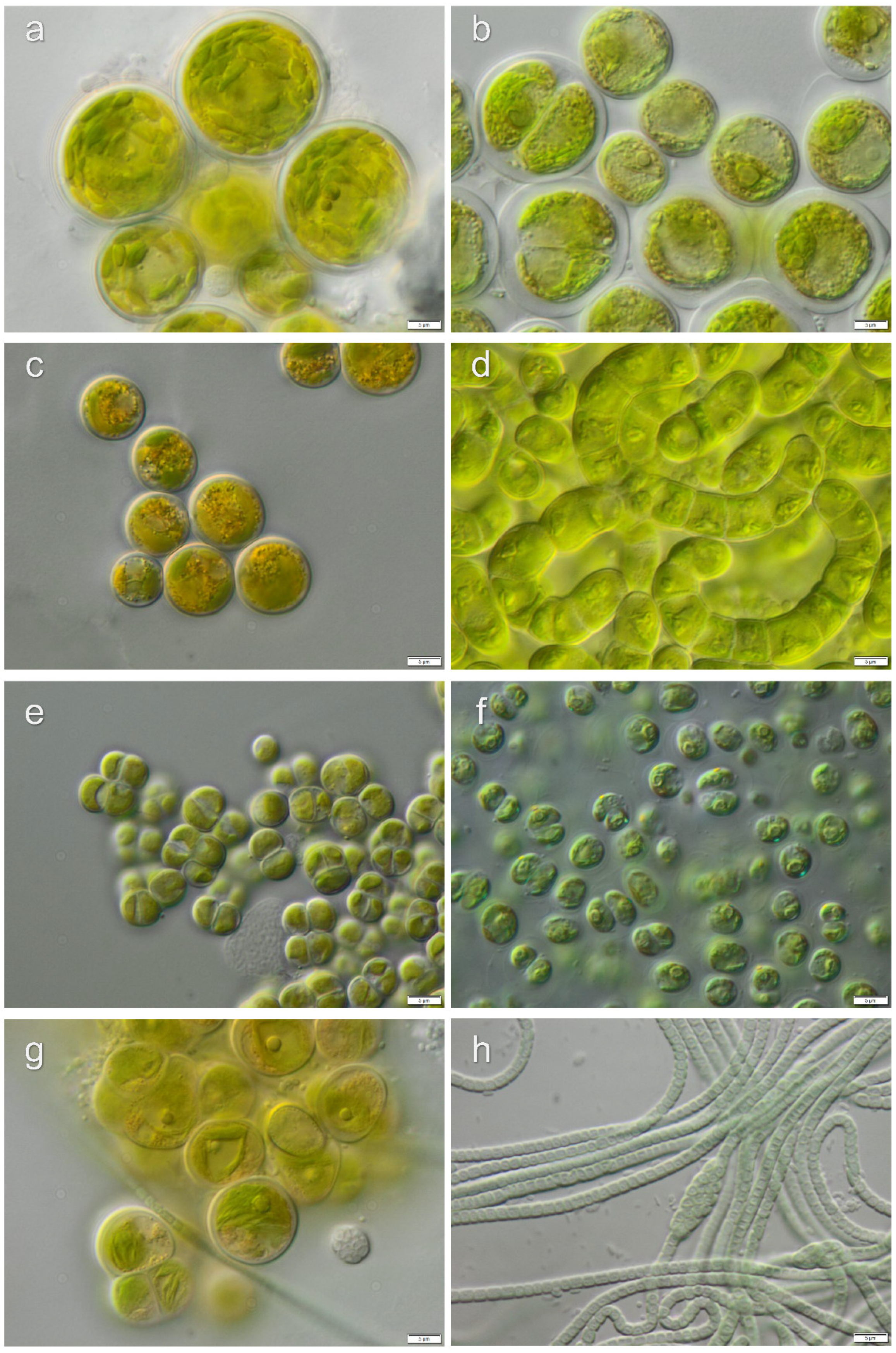 Microorganisms 08 01047 g007