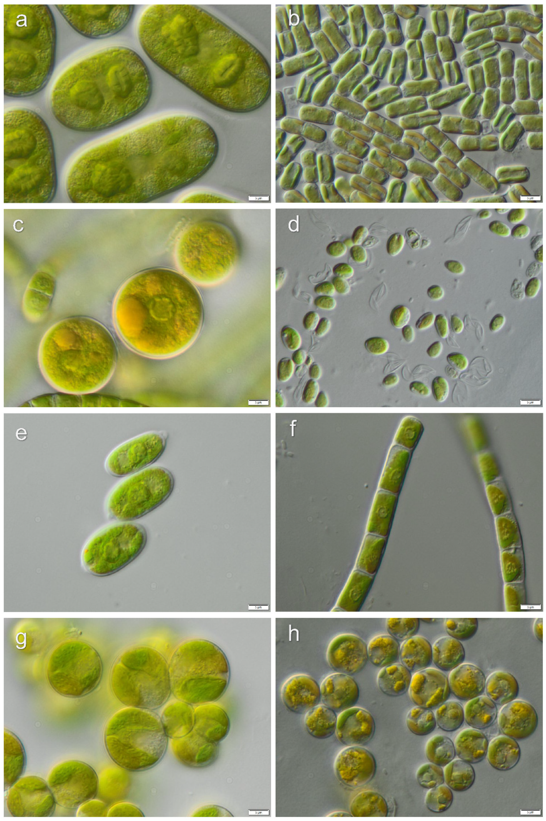 Microorganisms 08 01047 g008