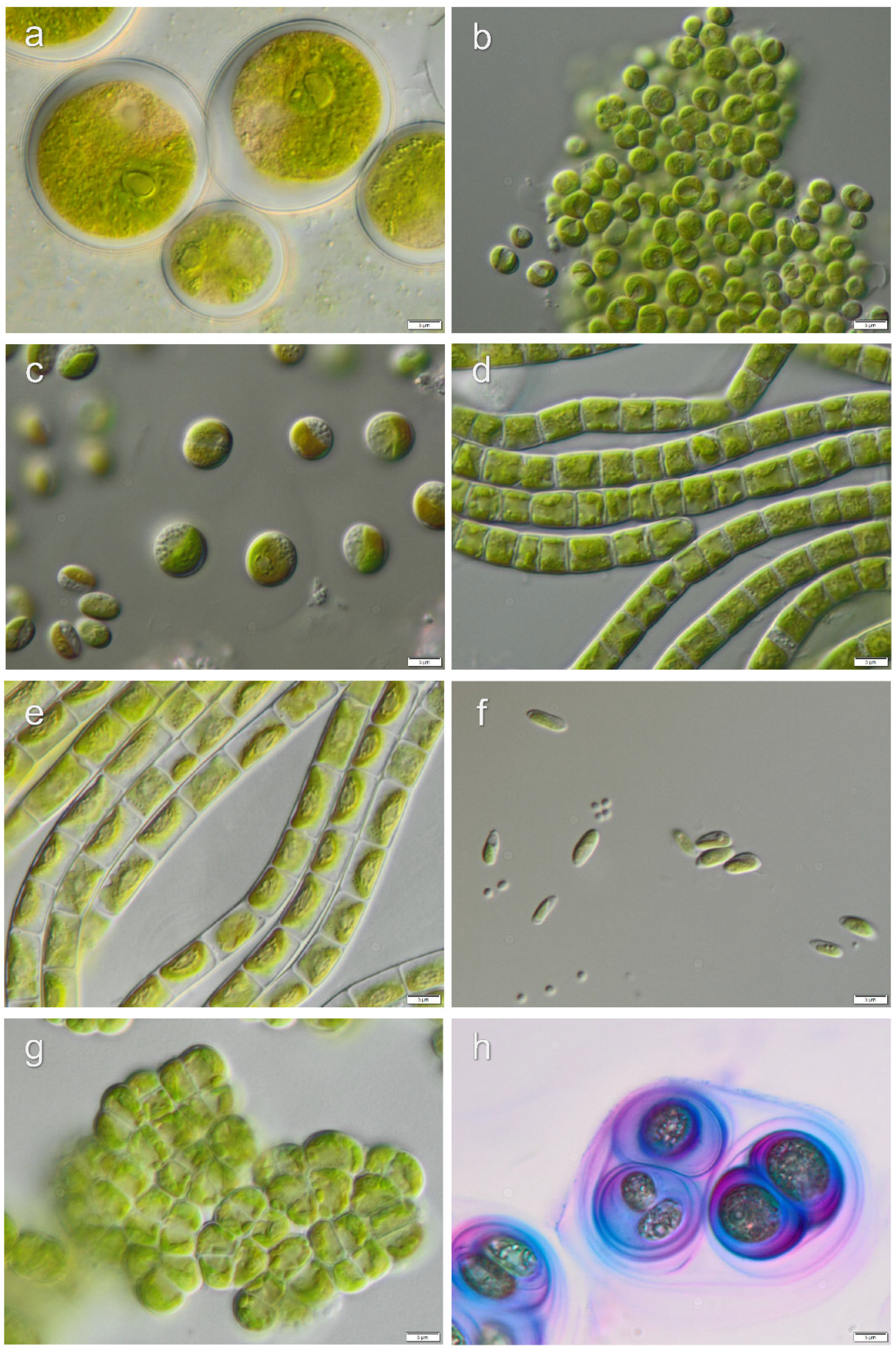Microorganisms 08 01047 g009