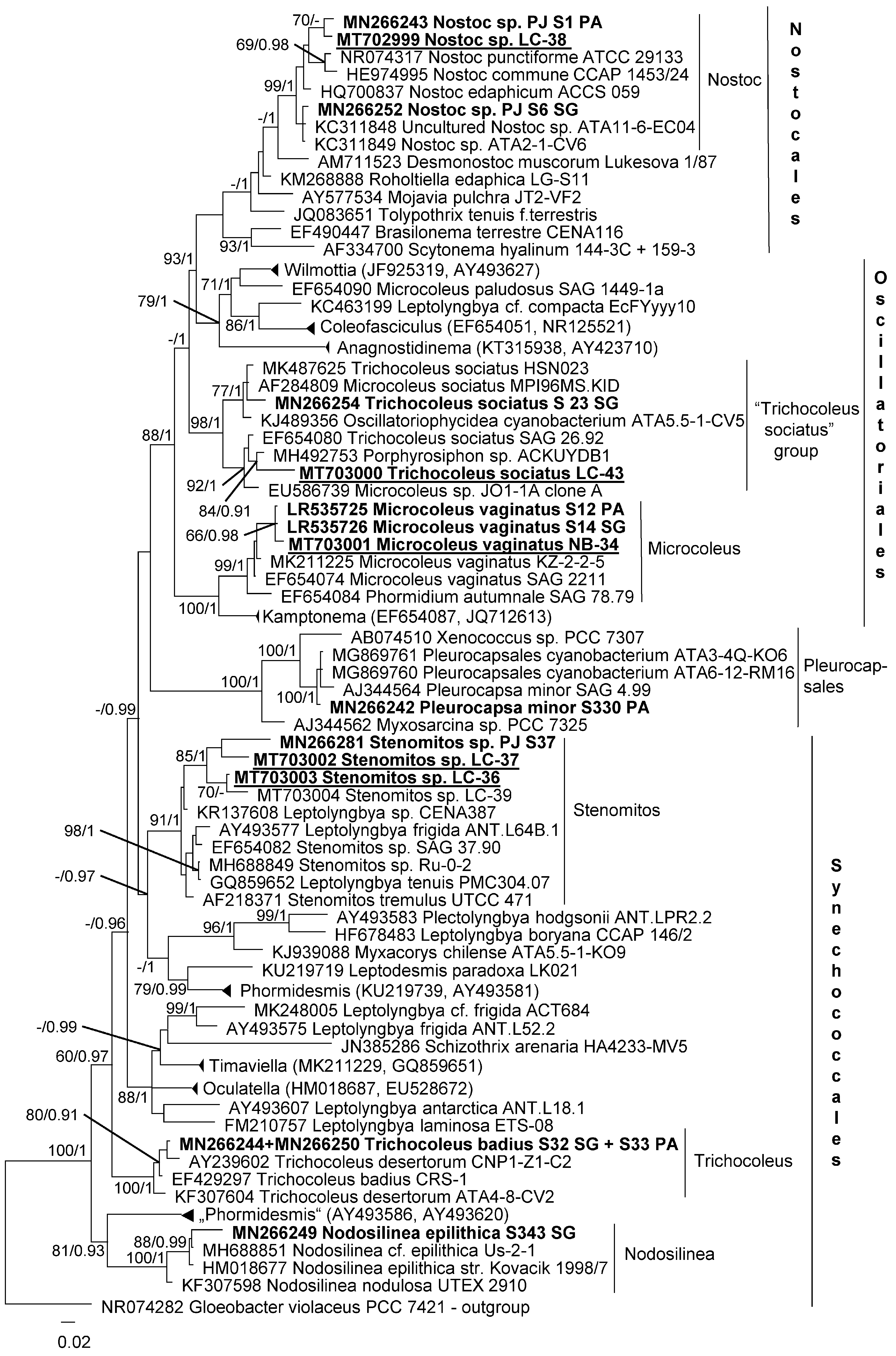 Microorganisms 08 01047 g010