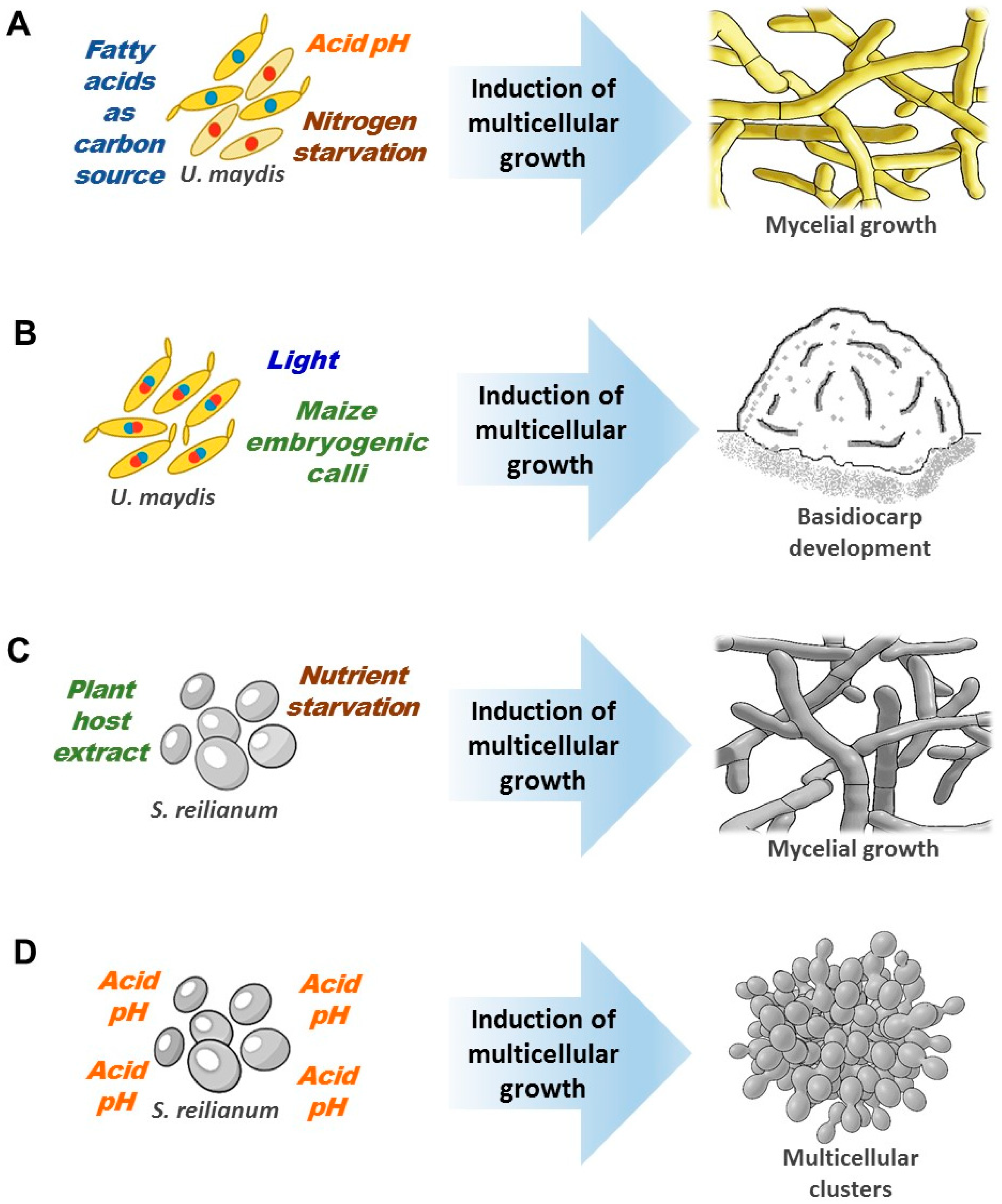 Microorganisms 08 01072 g003