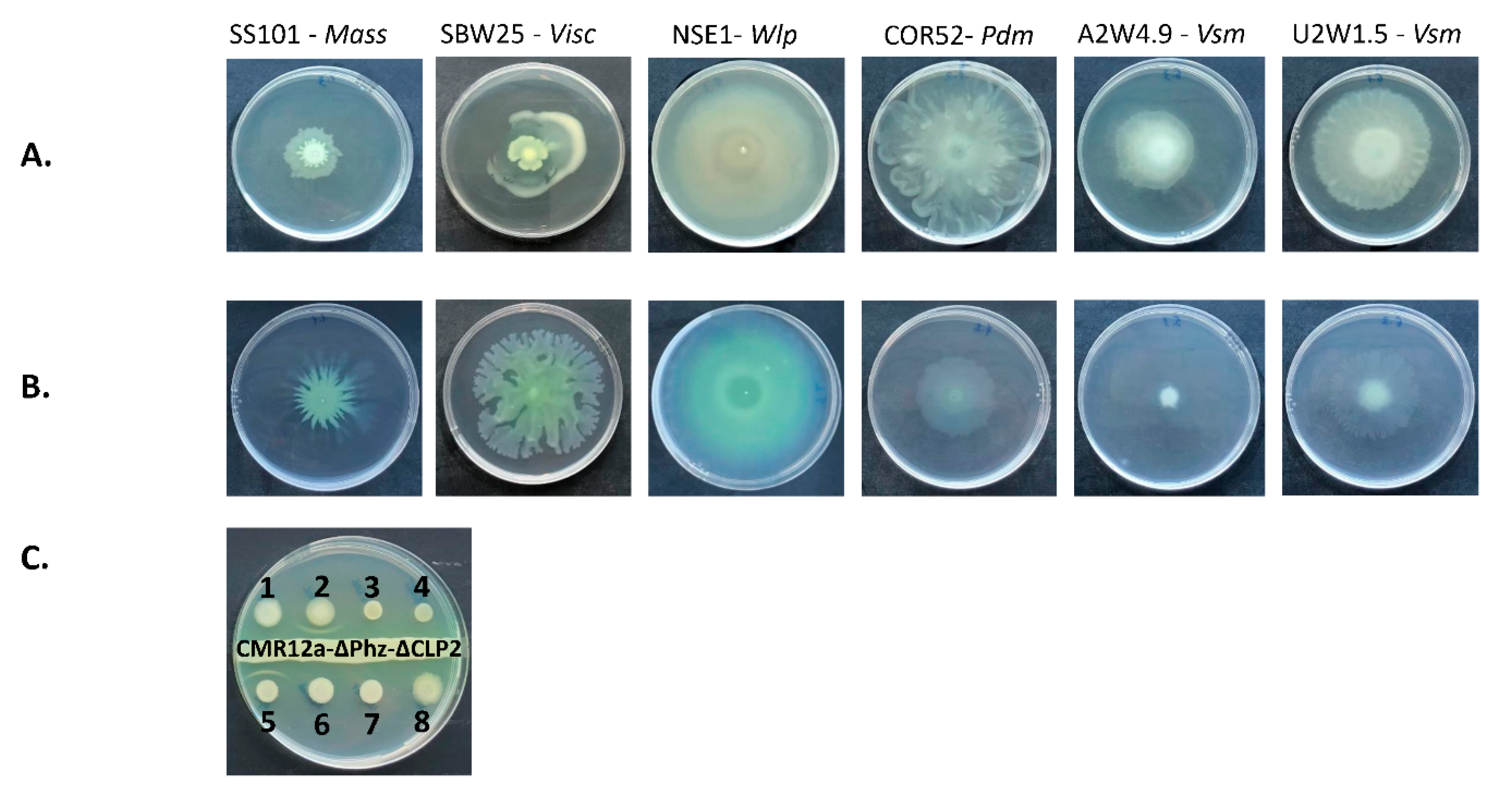 Microorganisms 08 01079 g006