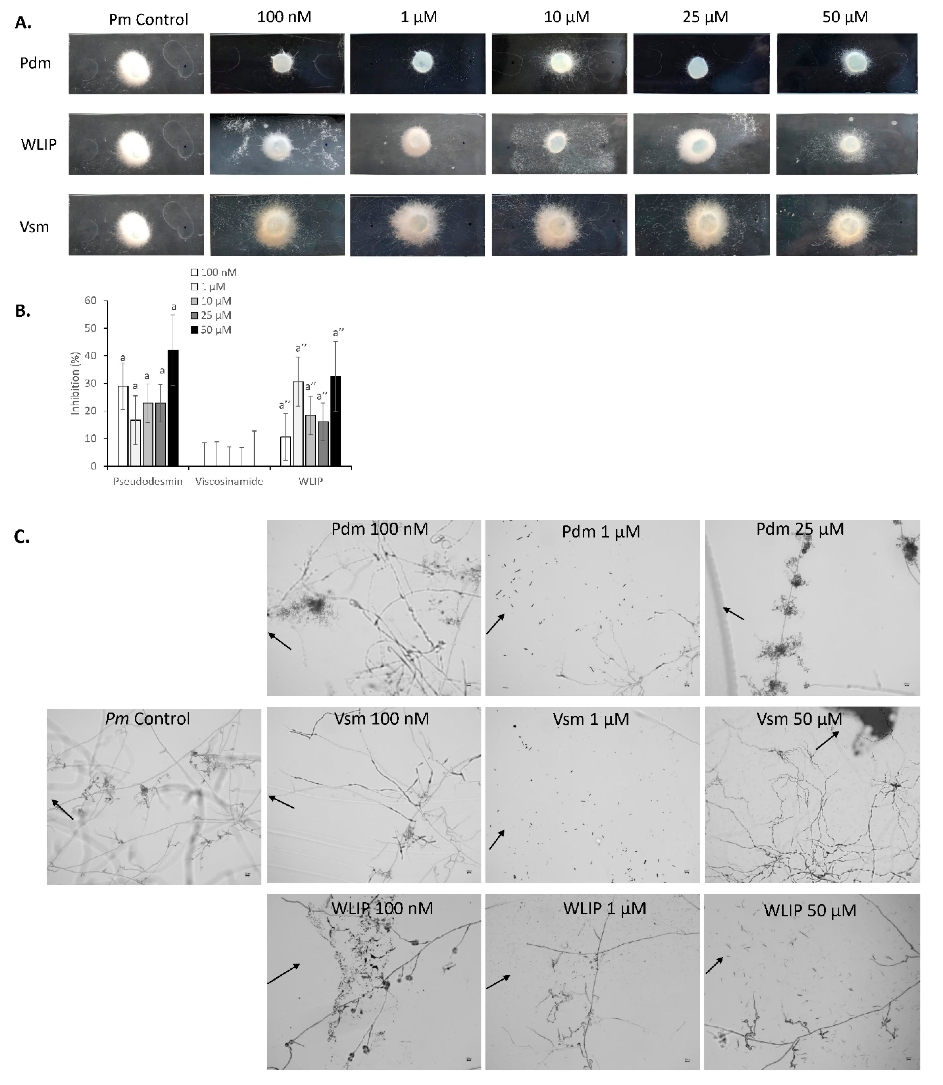 Microorganisms 08 01079 g007