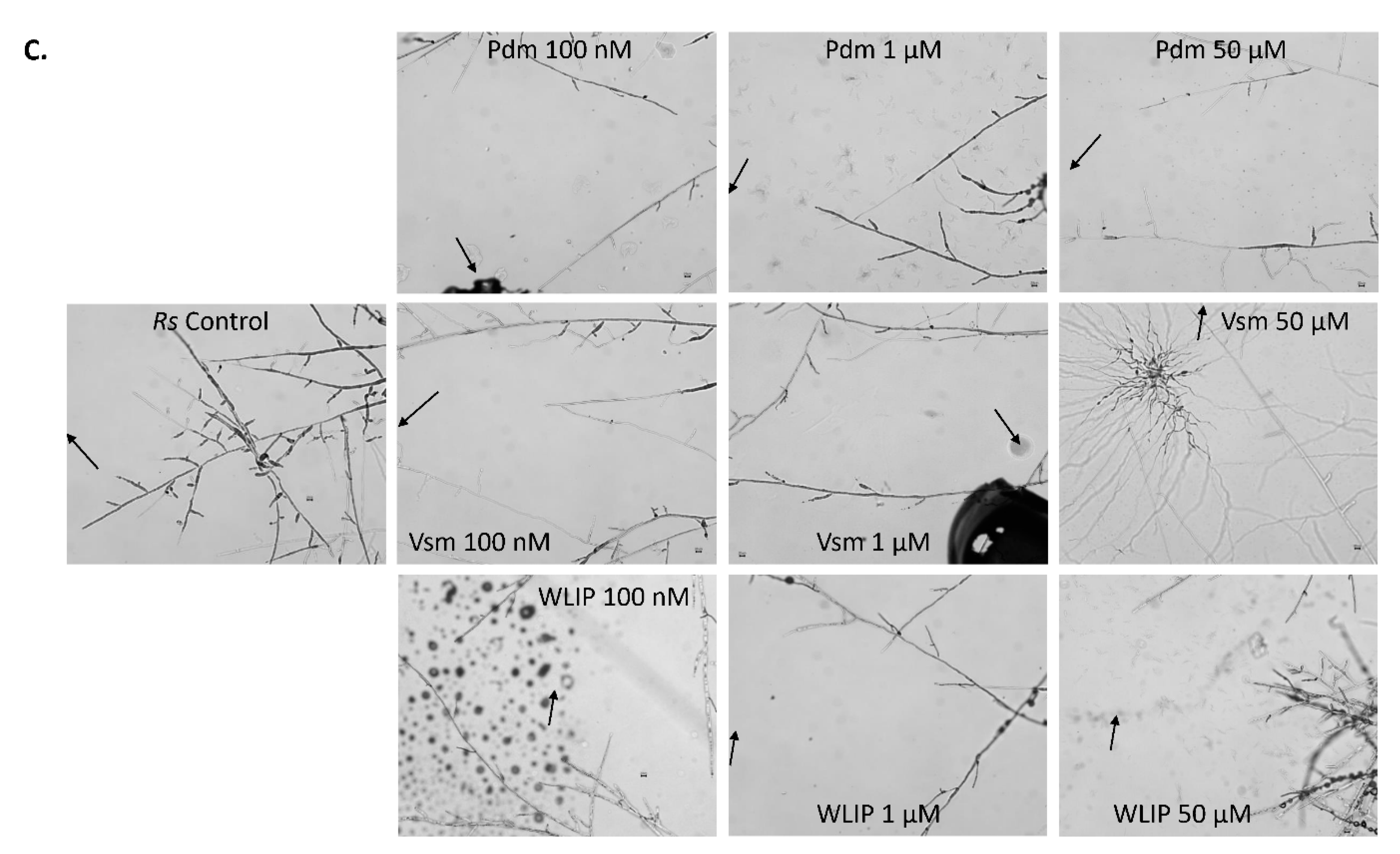 Microorganisms 08 01079 g008b