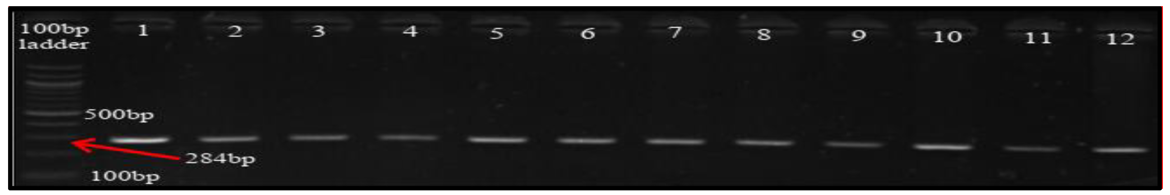 Microorganisms 08 01081 g002 Microorganisms 08 01081 g002