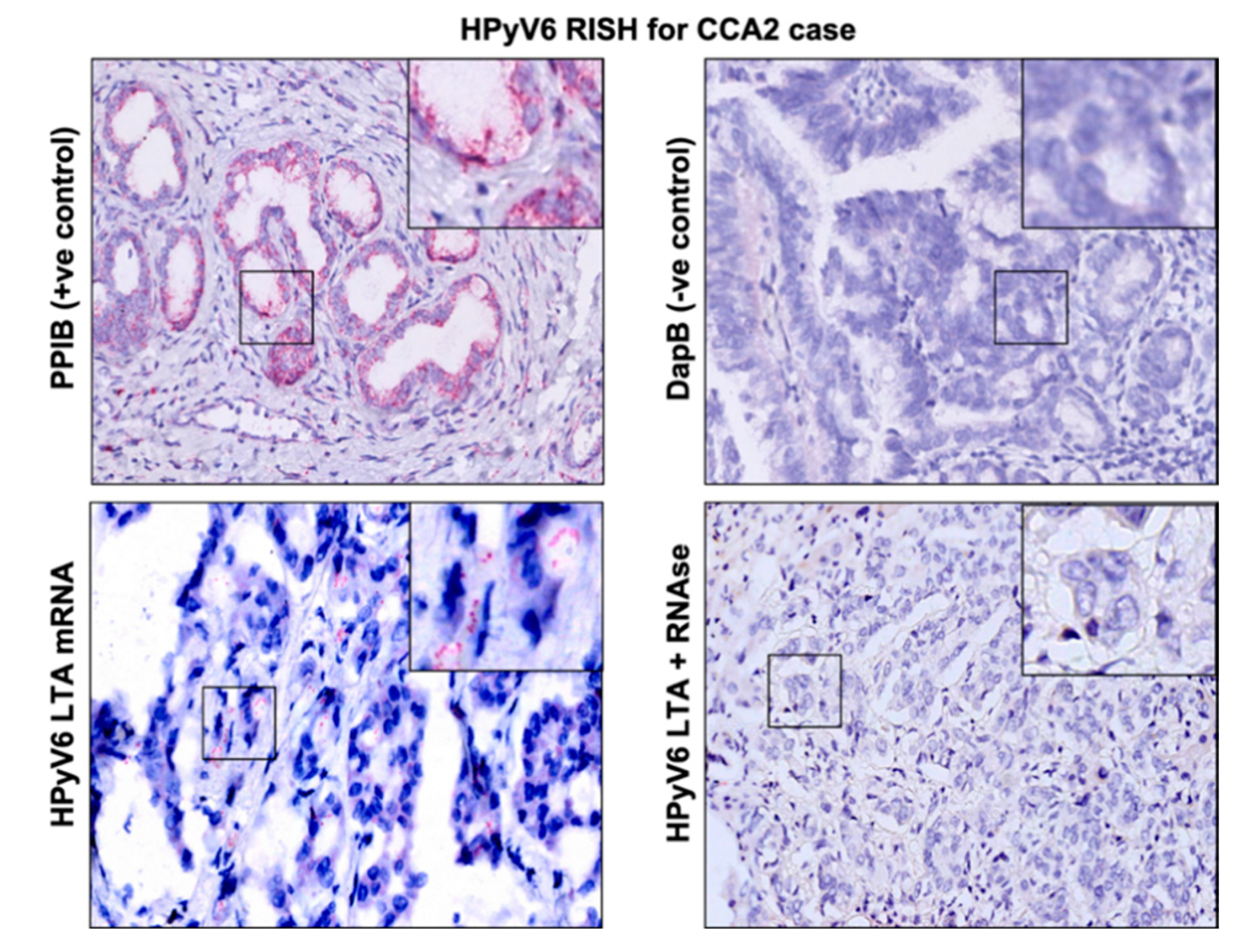 Microorganisms 08 01125 g003 Microorganisms 08 01125 g003