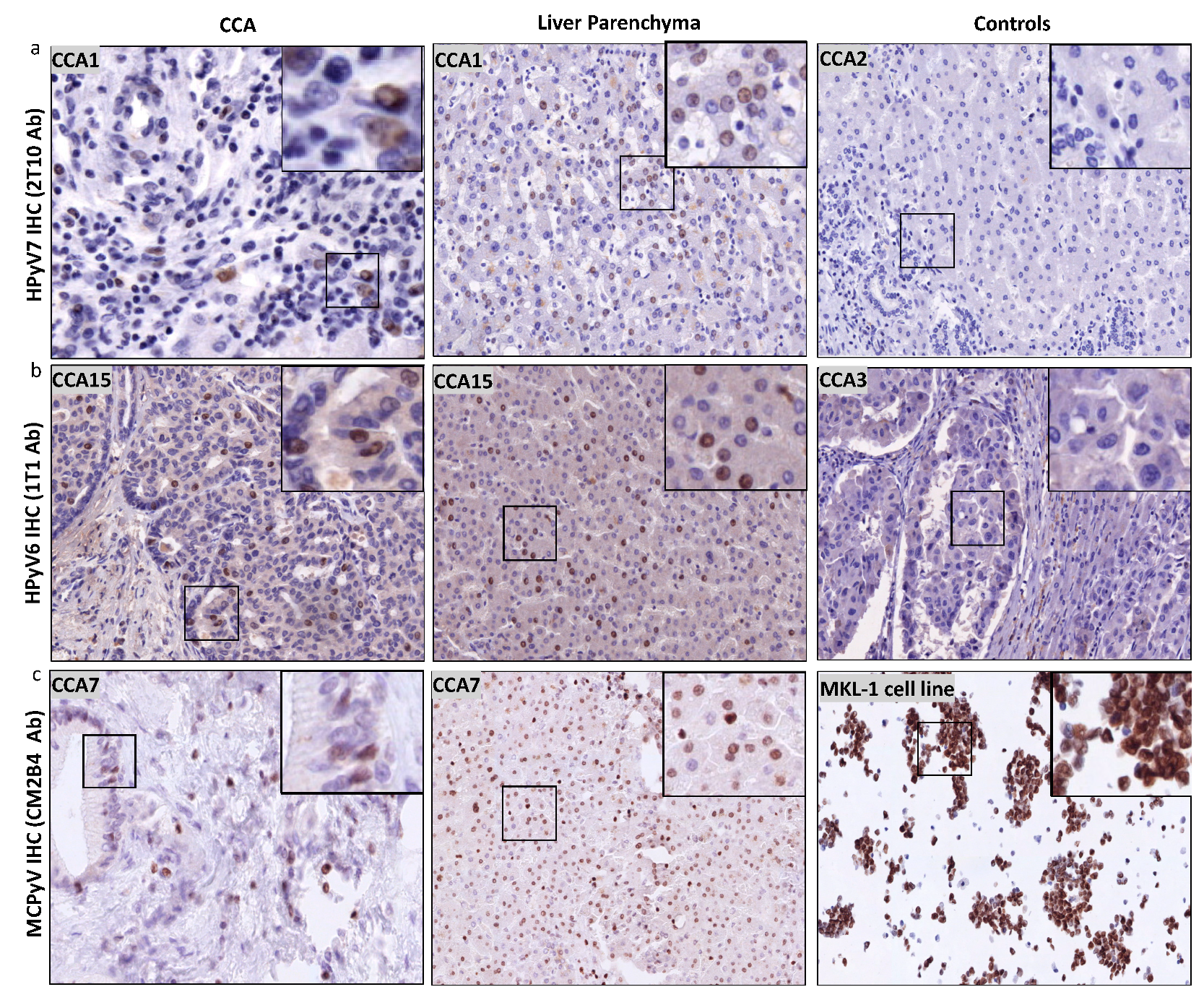 Microorganisms 08 01125 g004 Microorganisms 08 01125 g004