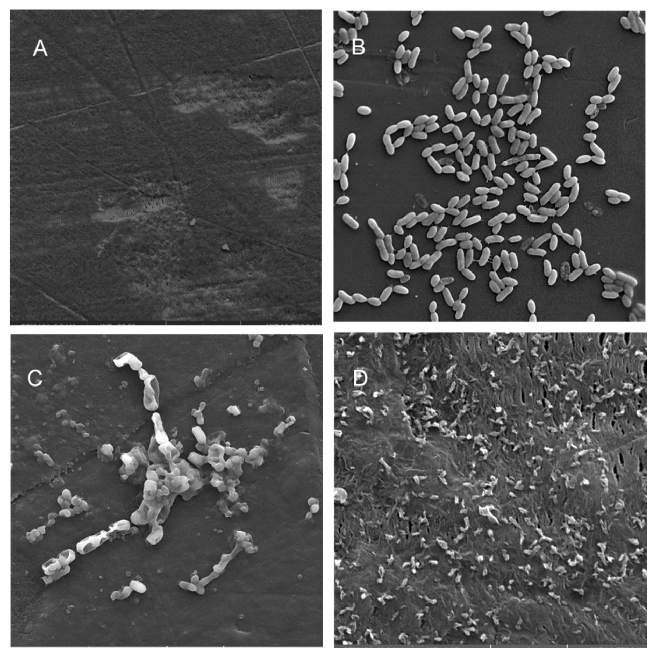 Microorganisms 08 01172 g005 Microorganisms 08 01172 g005