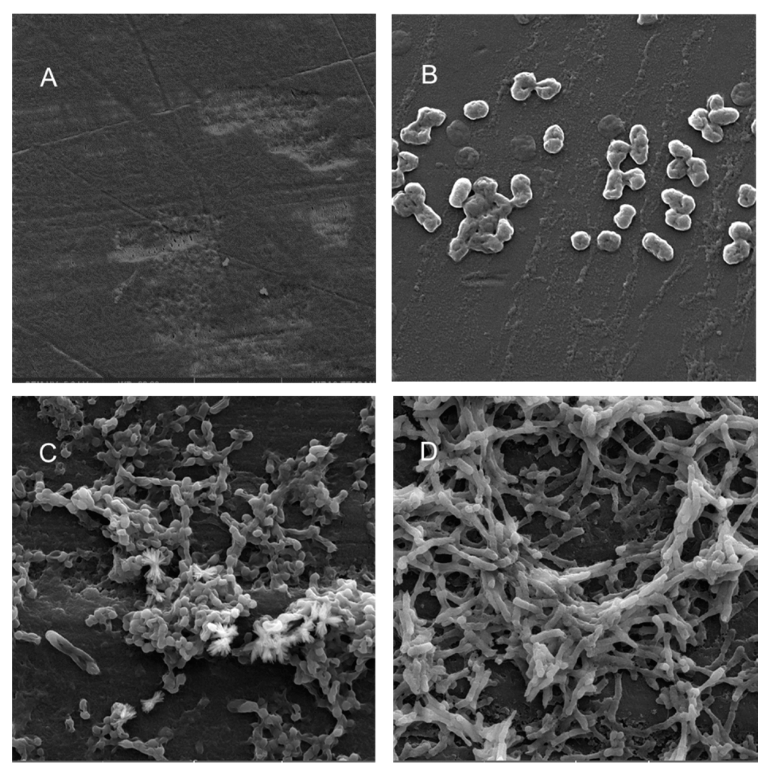 Microorganisms 08 01172 g007 Microorganisms 08 01172 g007