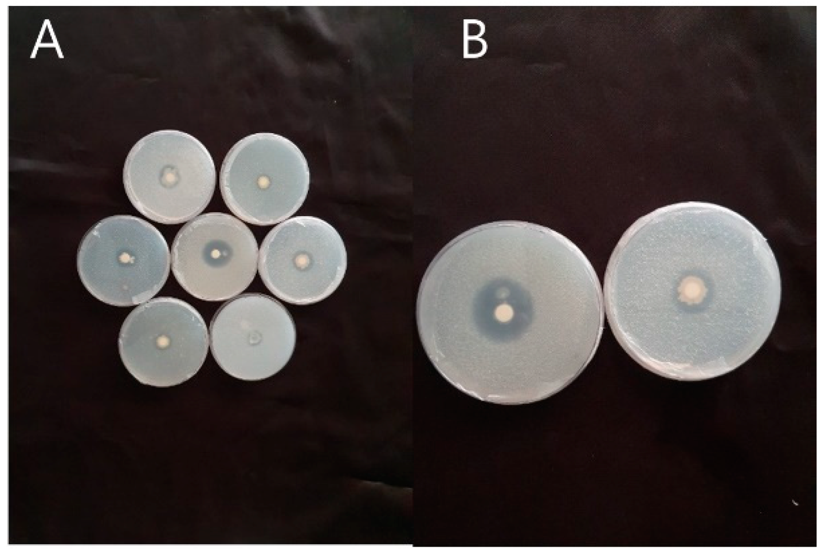 Microorganisms 08 01256 g001