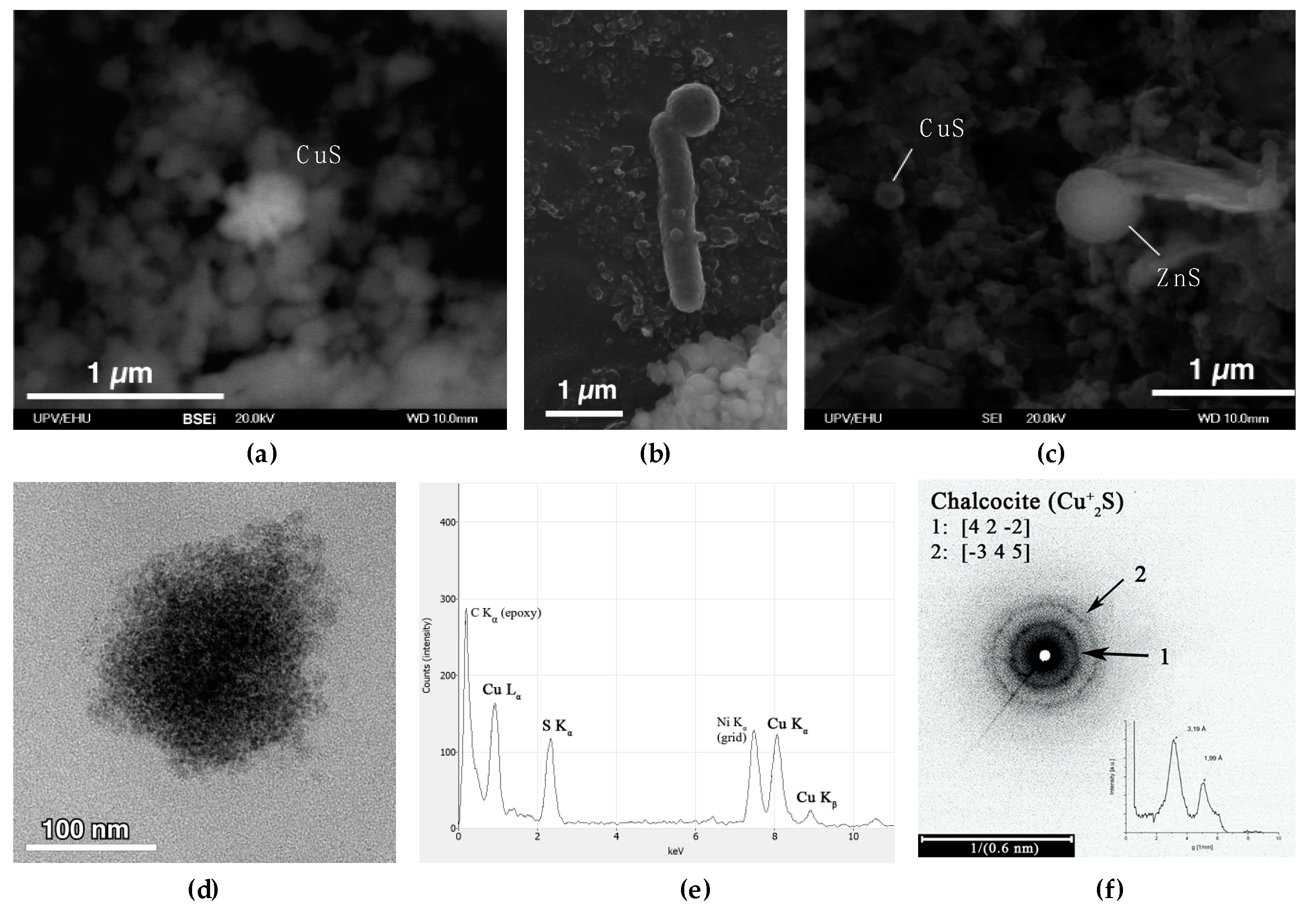 Microorganisms 08 01275 g004
