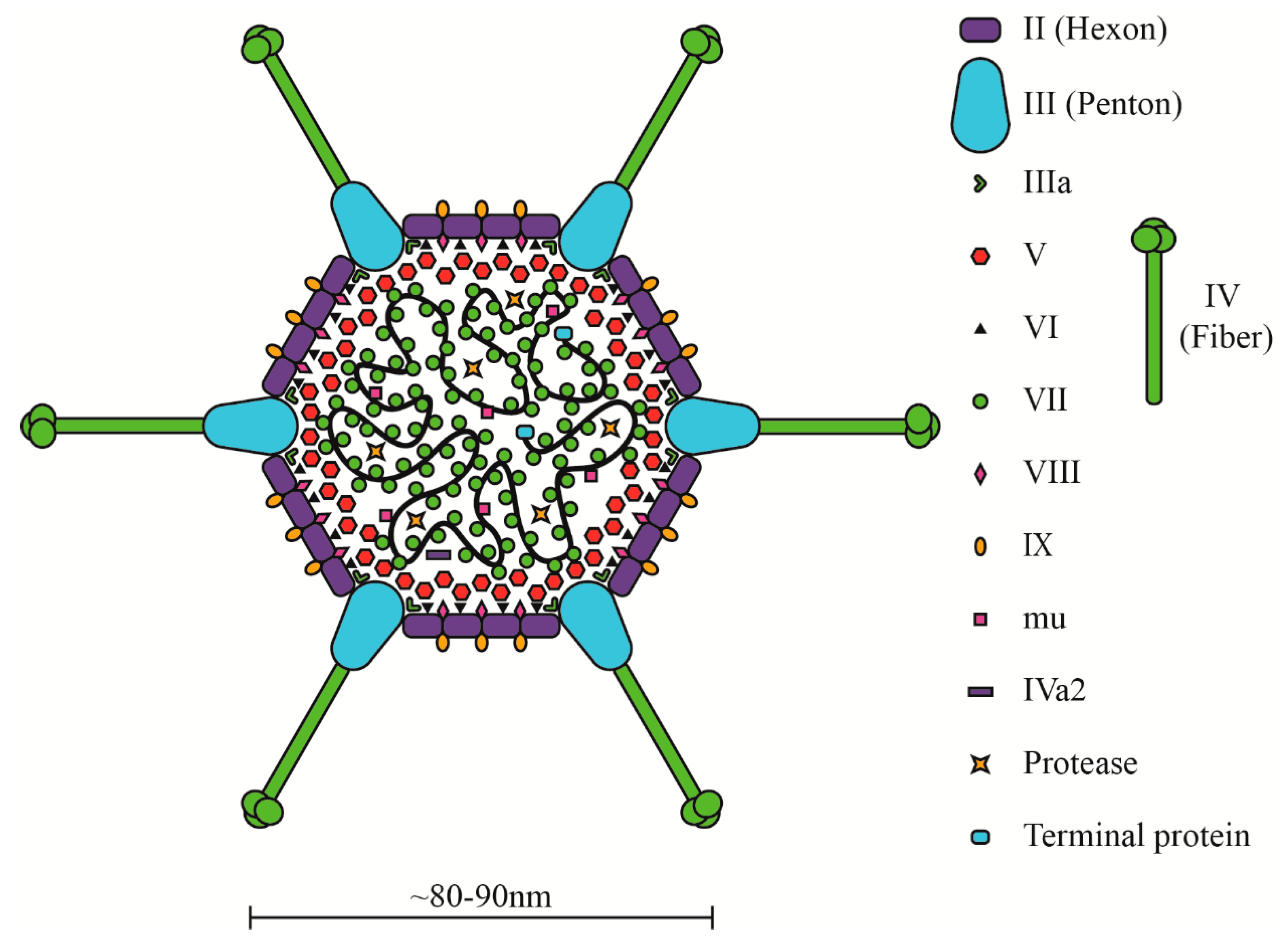 Microorganisms 08 01284 g002