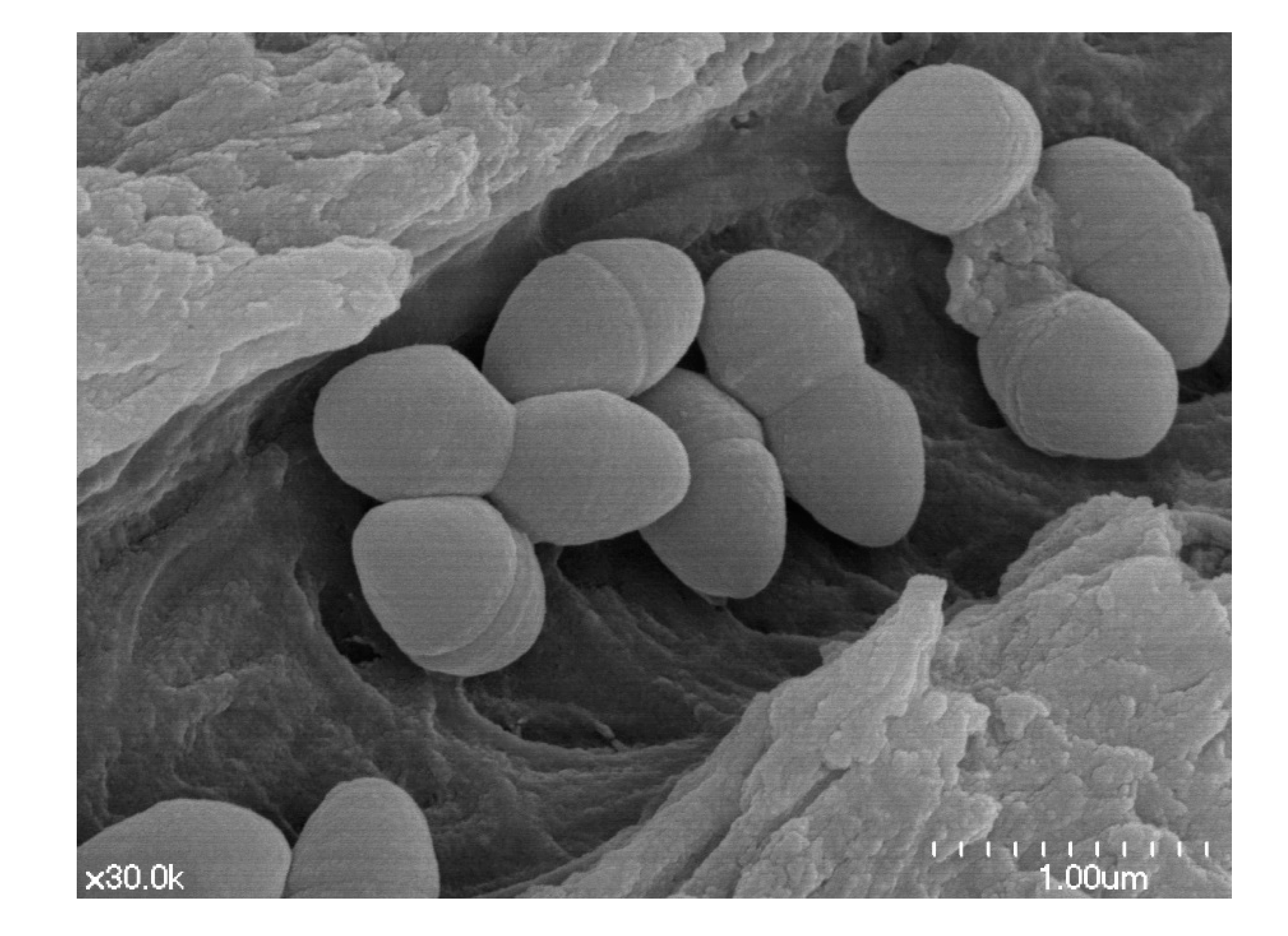 Microorganisms 08 01300 g001 Microorganisms 08 01300 g001