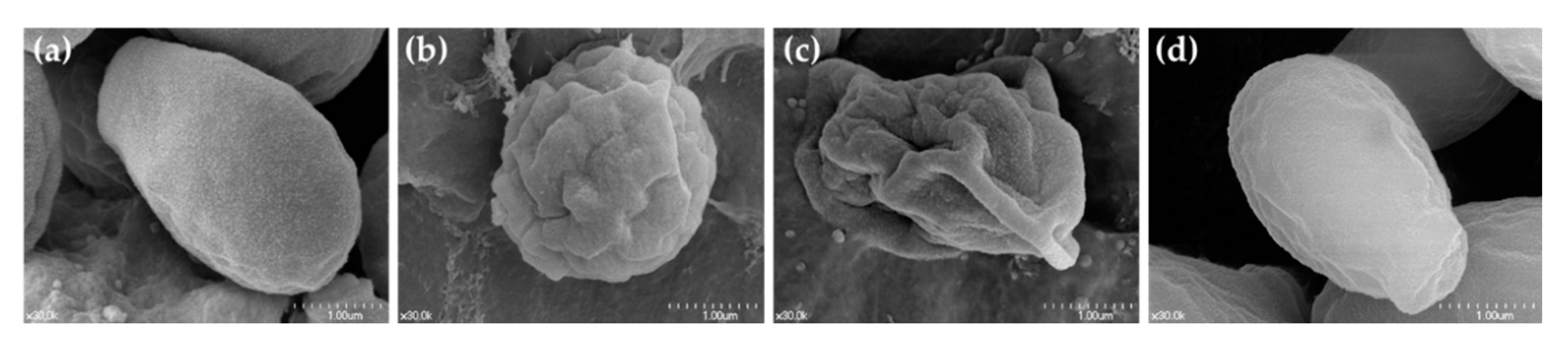Microorganisms 08 01300 g003 Microorganisms 08 01300 g003