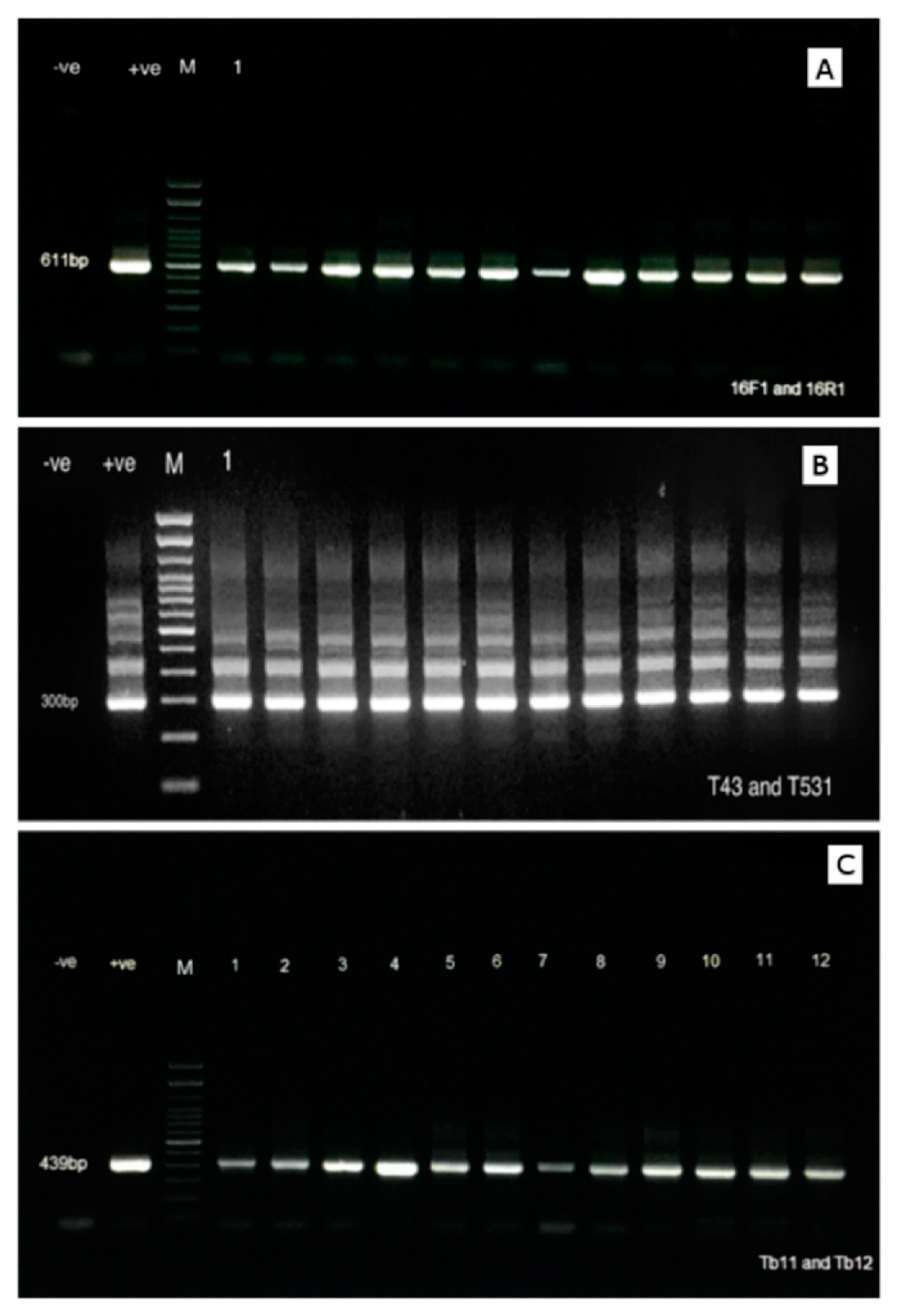 Microorganisms 08 01305 g001