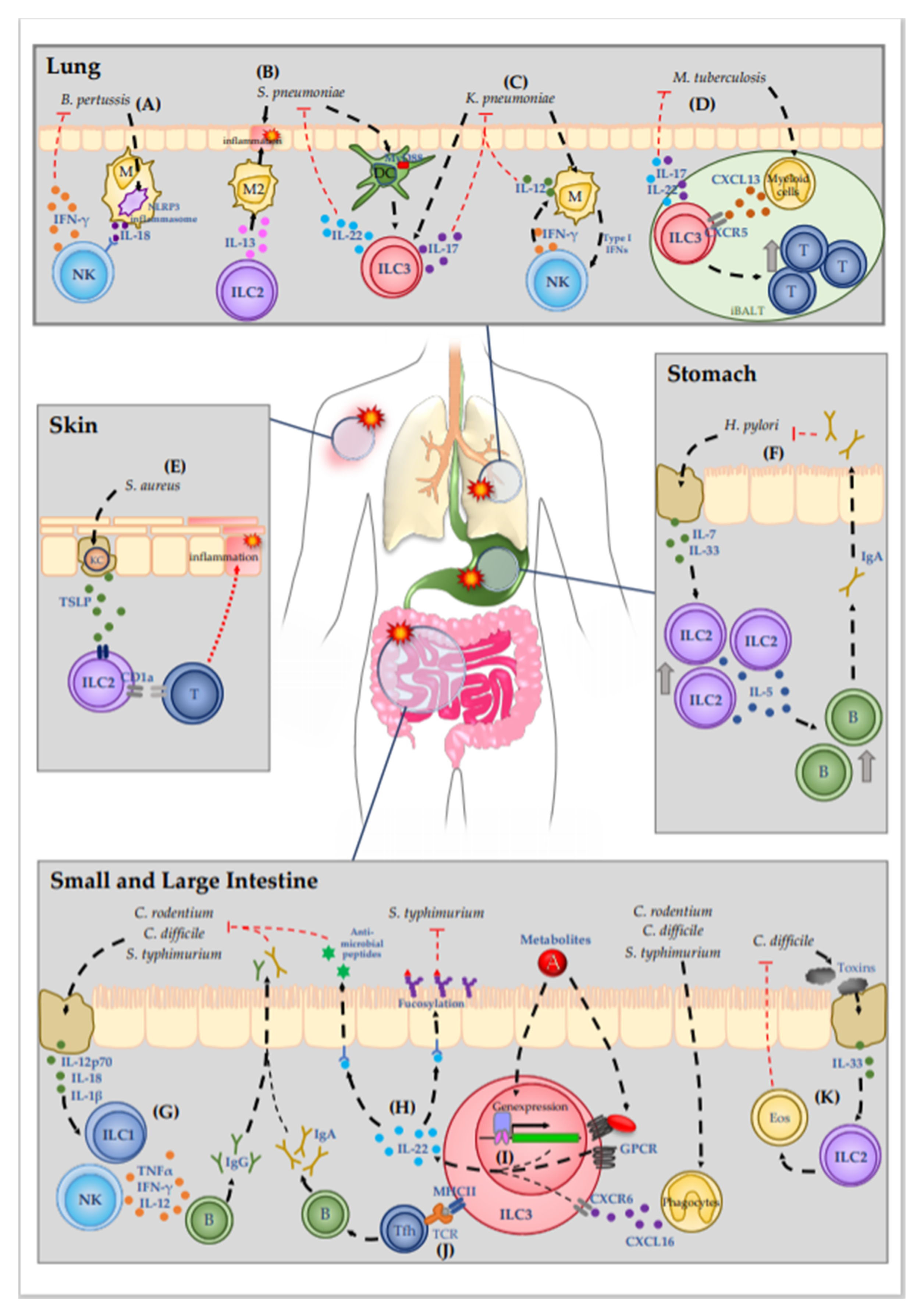 Microorganisms 08 01342 g001