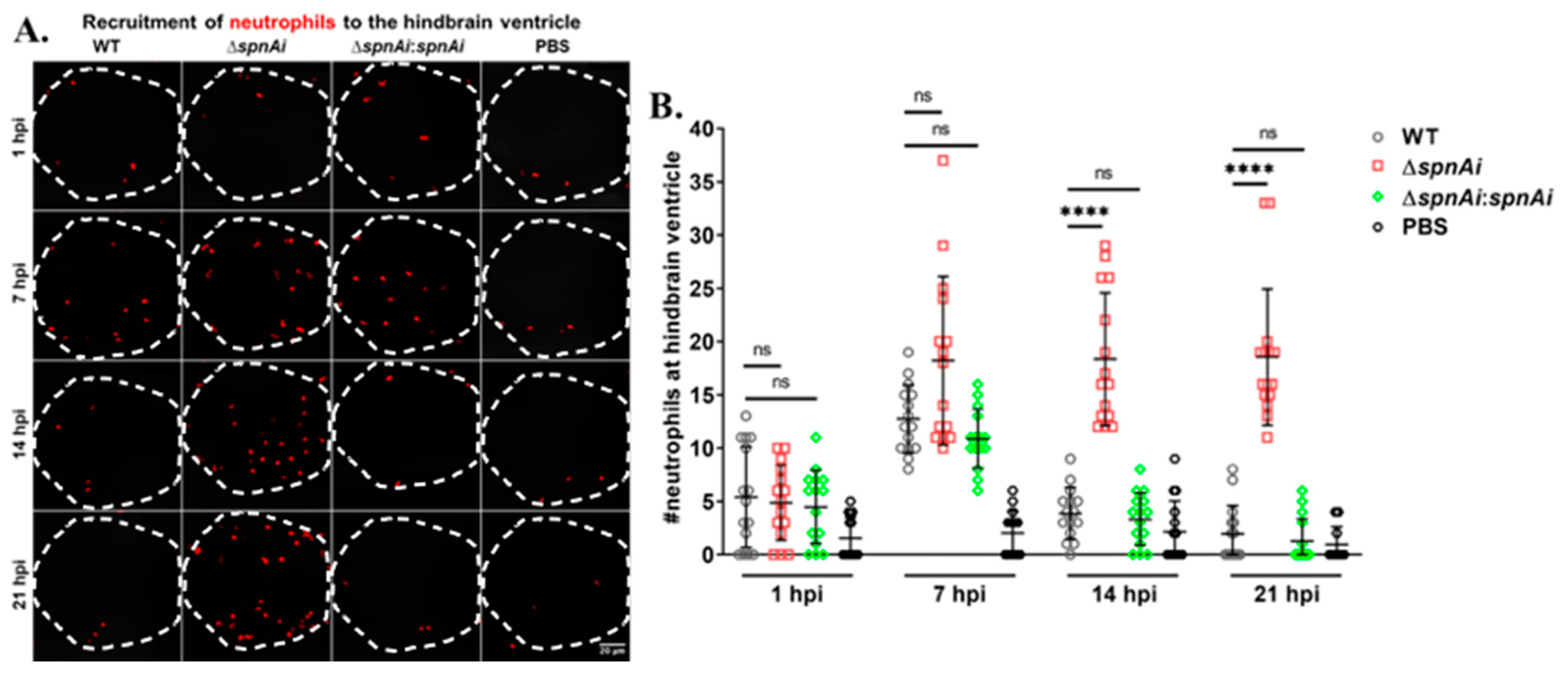 Microorganisms 08 01361 g007 Microorganisms 08 01361 g007