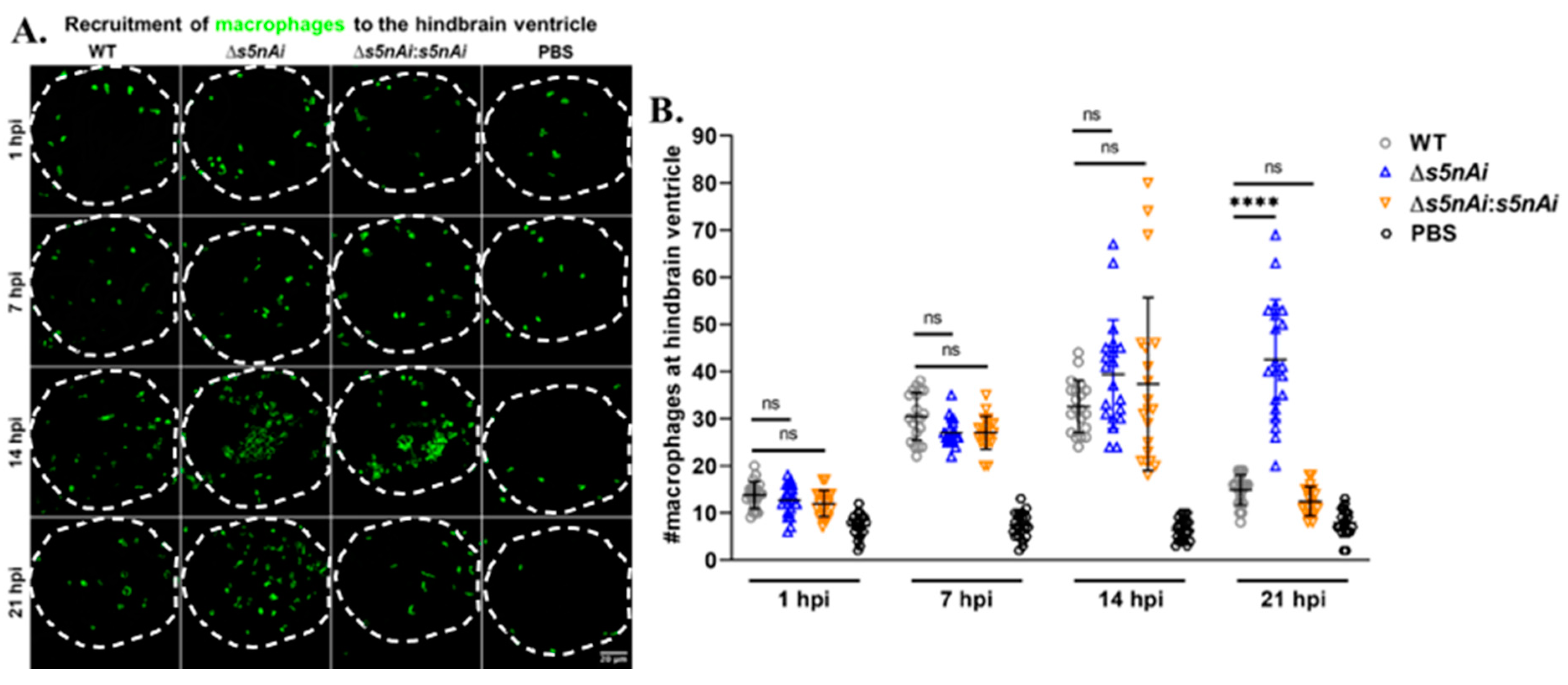 Microorganisms 08 01361 g008 Microorganisms 08 01361 g008