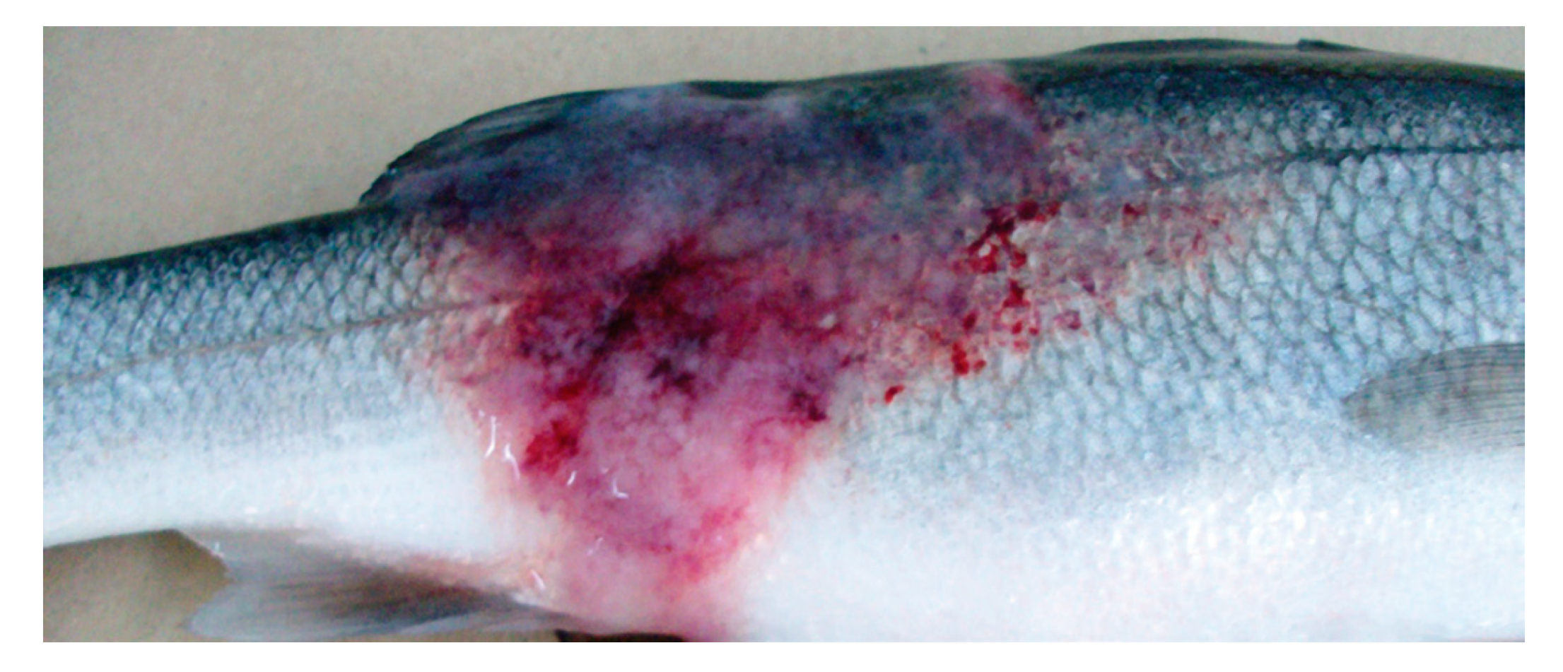 Microorganisms 08 01368 g001