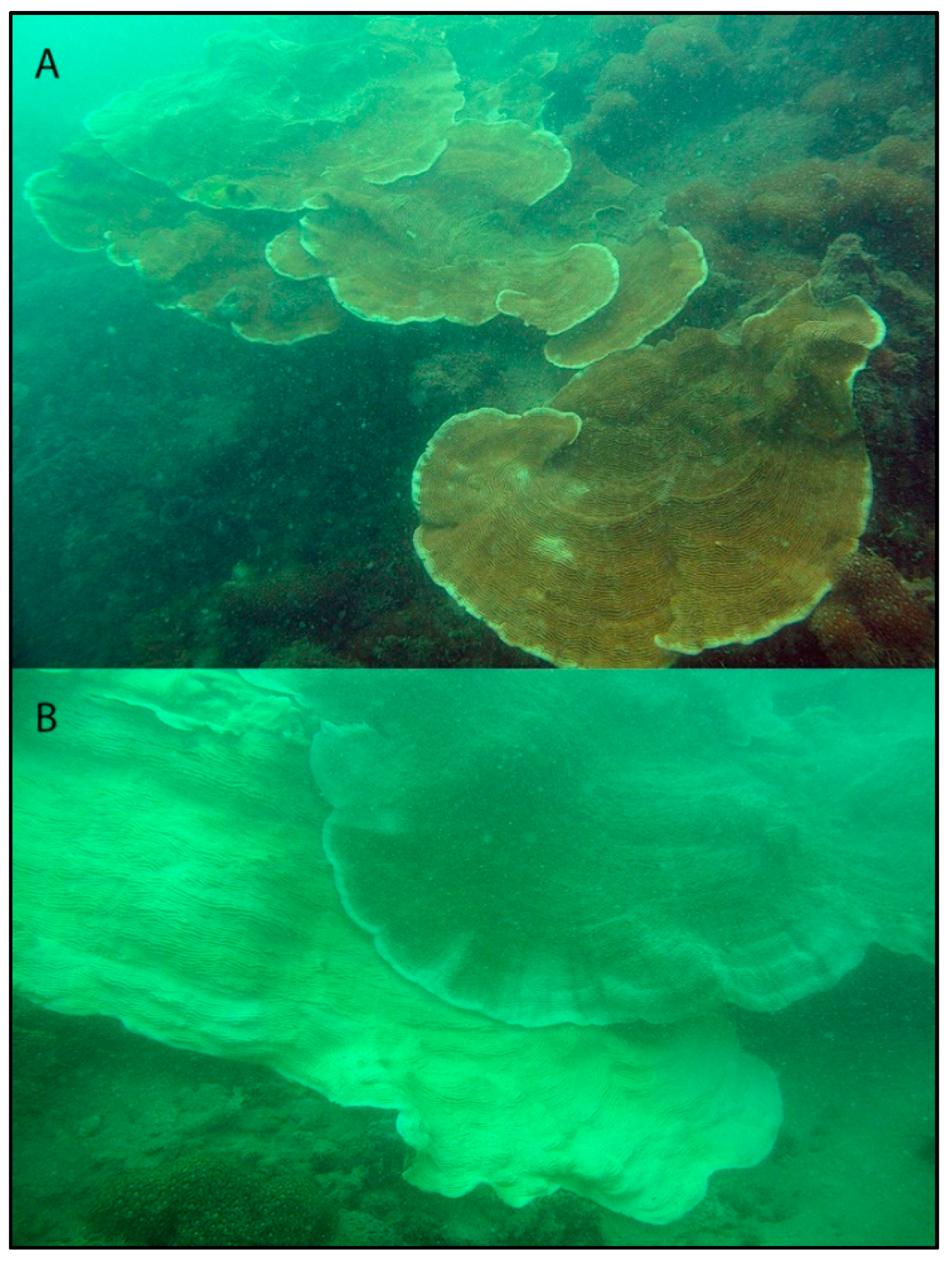 Microorganisms 08 01370 g001