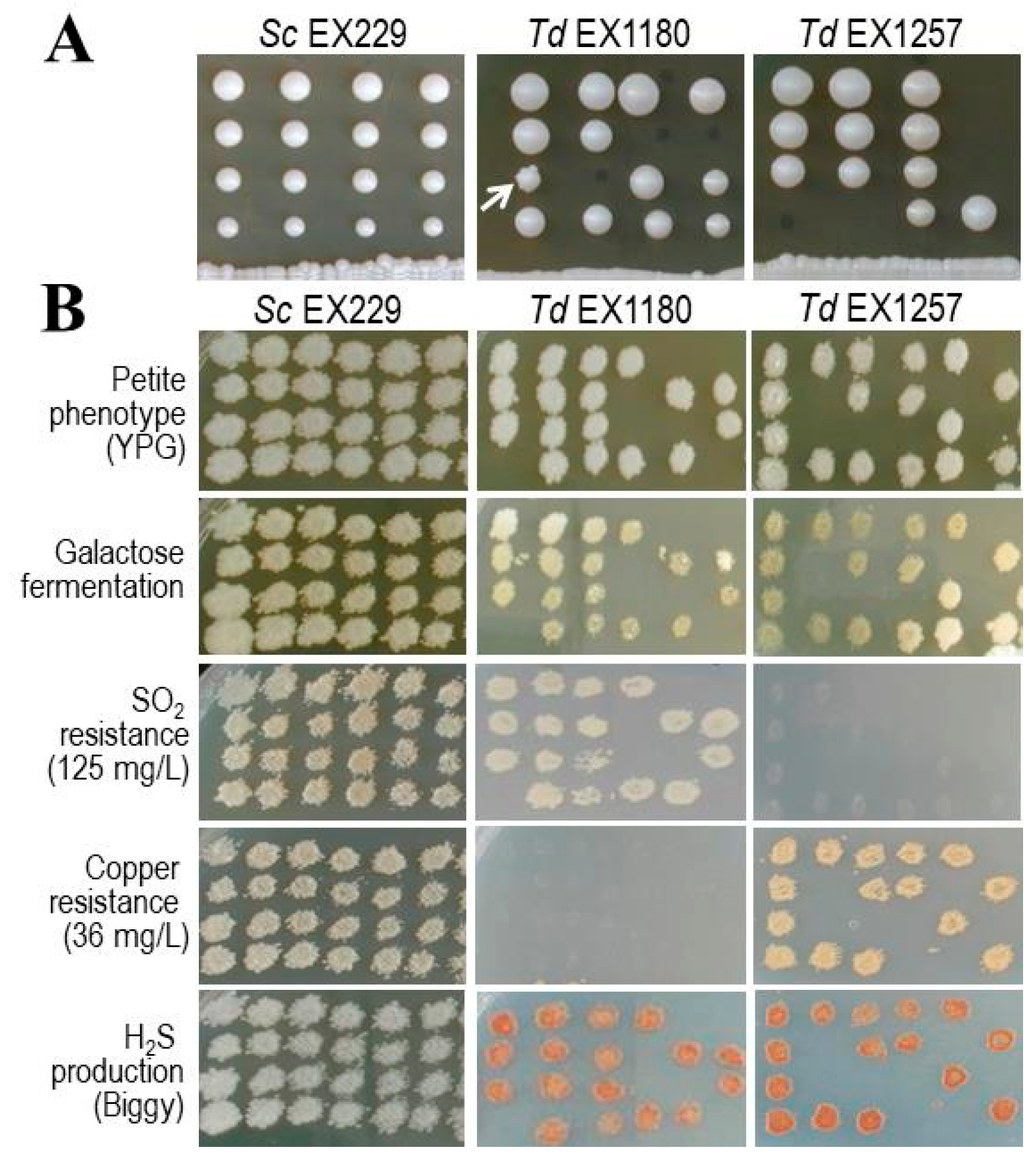 Microorganisms 08 01372 g001