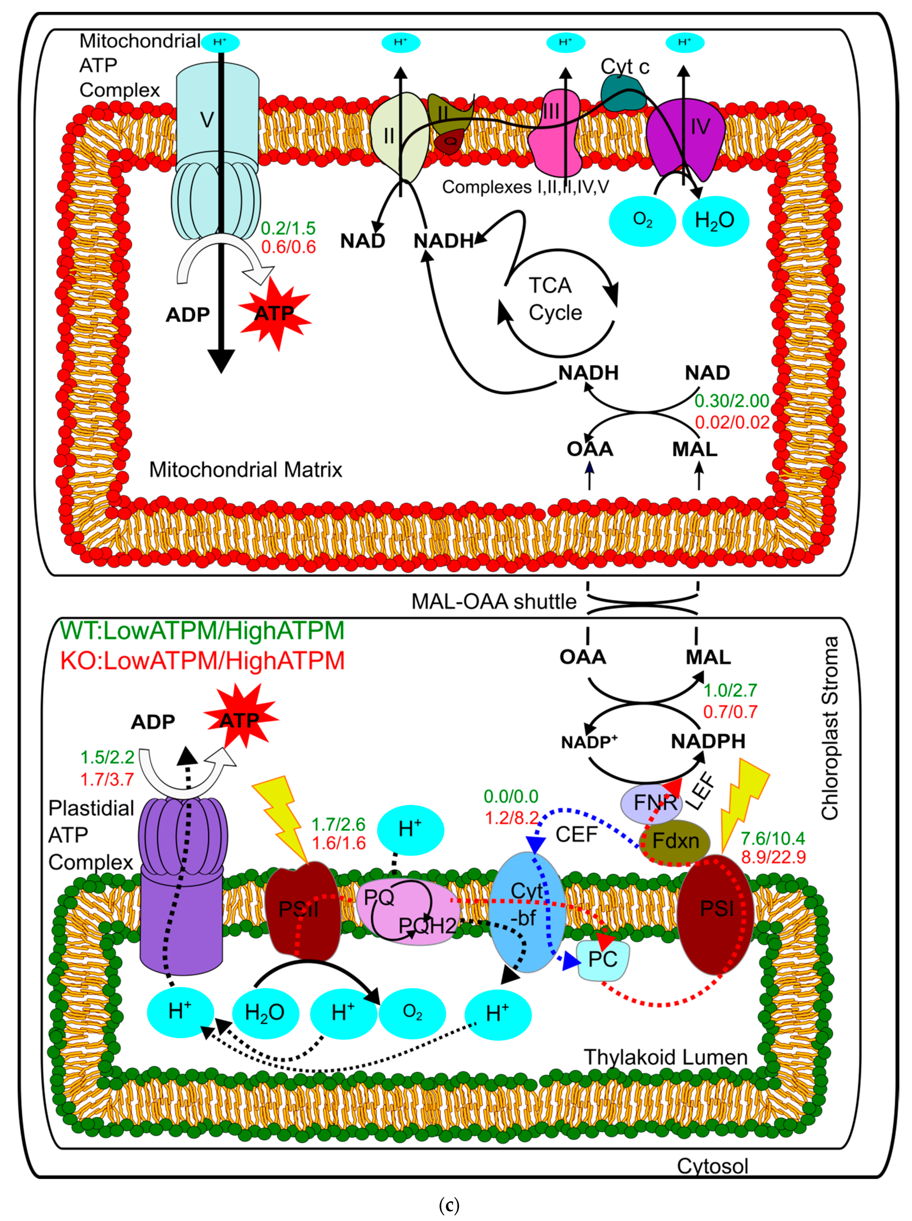 Microorganisms 08 01396 g004b