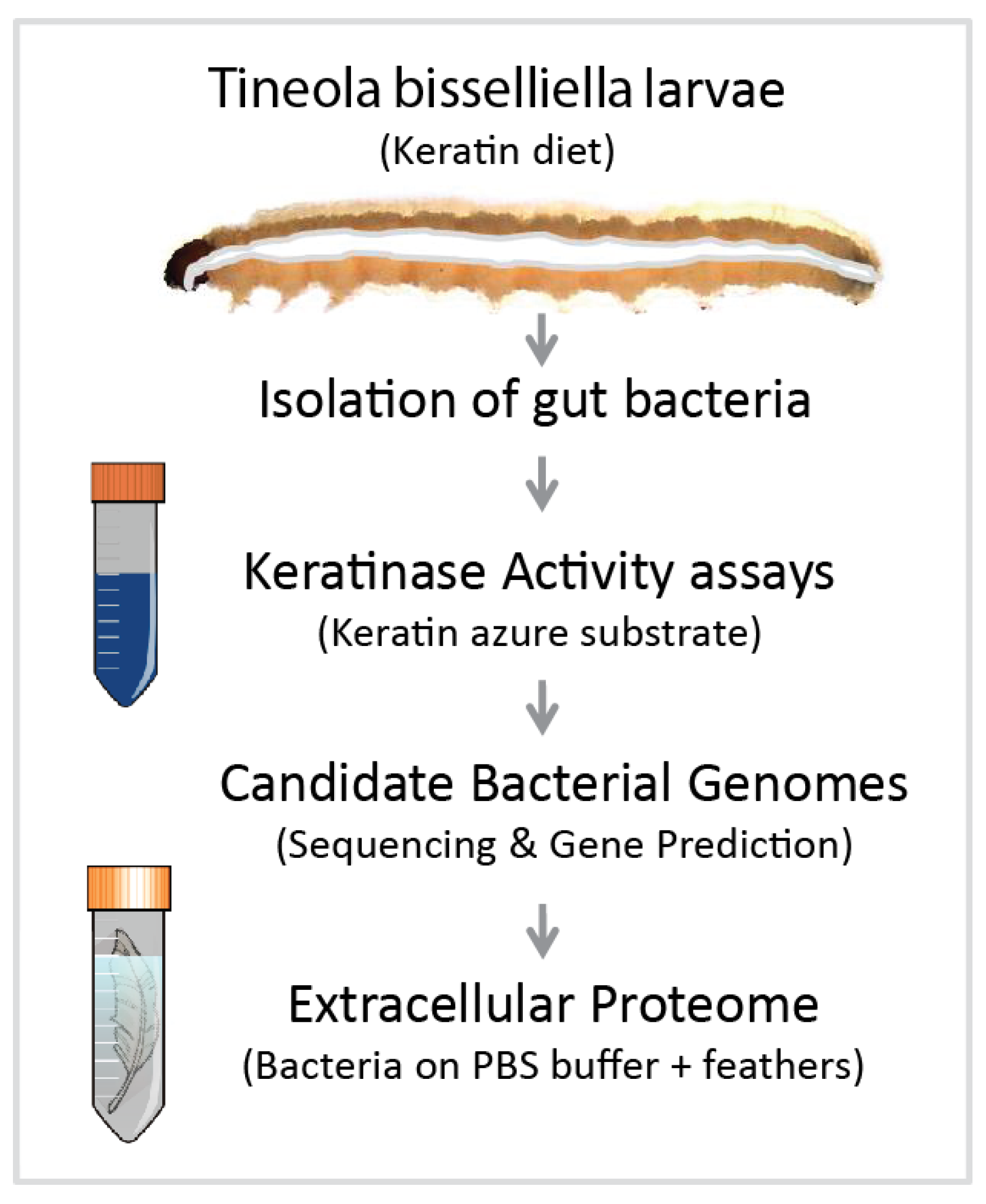 Microorganisms 08 01415 g001