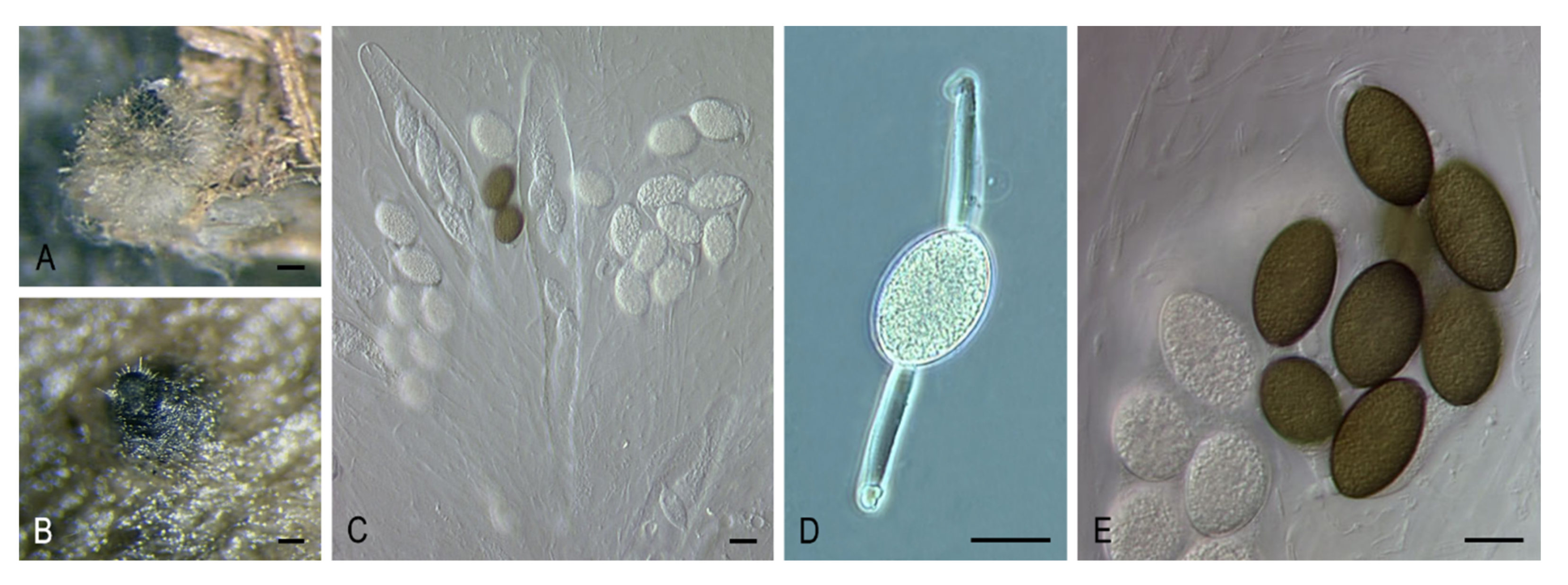 Microorganisms 08 01430 g007