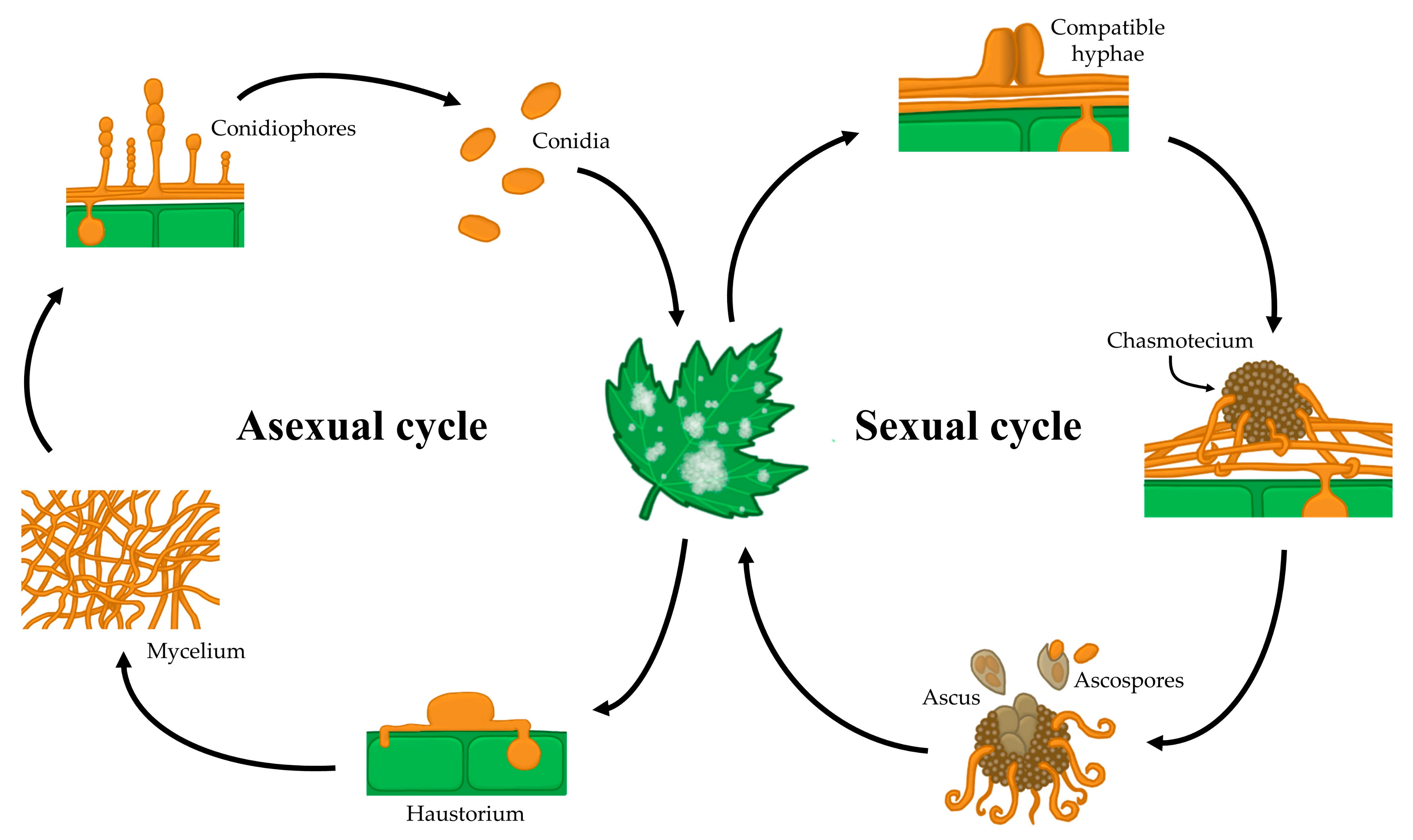Microorganisms 08 01431 g002 Microorganisms 08 01431 g002
