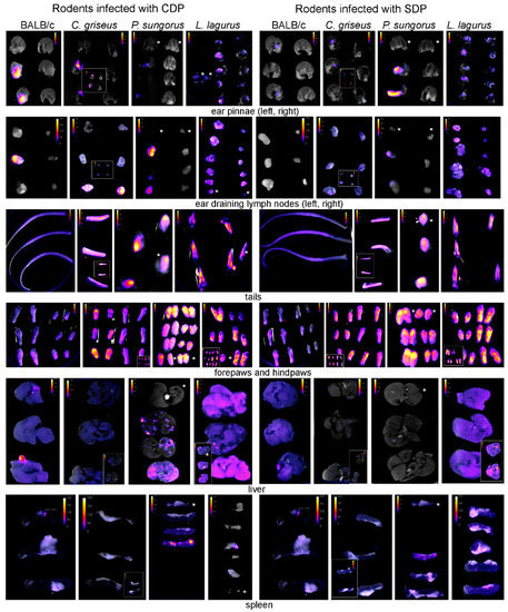 Microorganisms 08 01440 g0a1