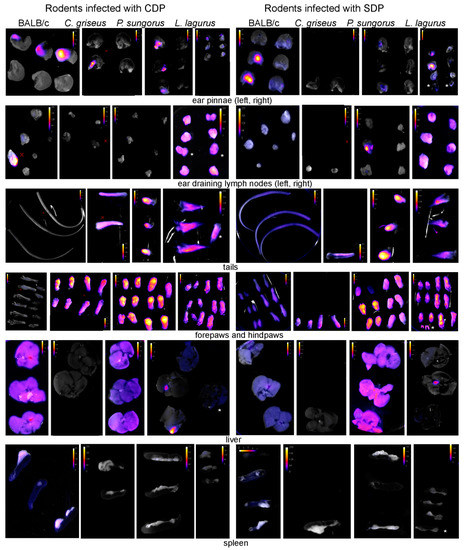 Microorganisms 08 01440 g0a2